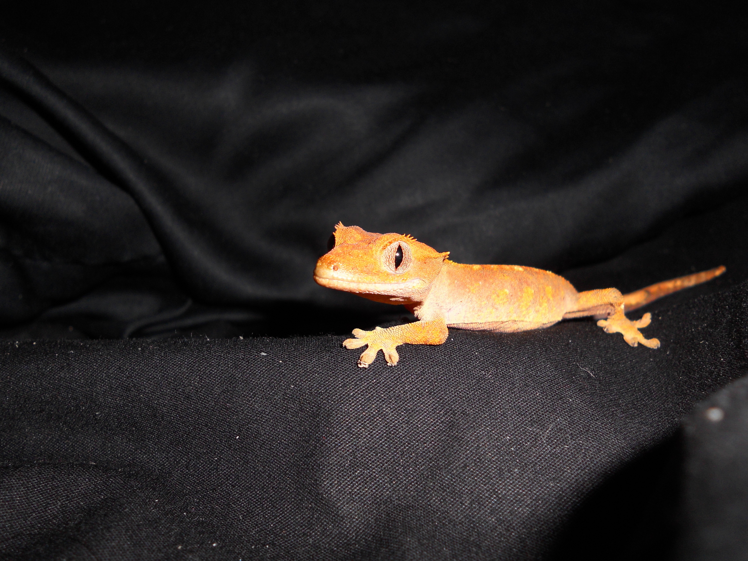 Reptiles image Skeeter, 8 month old crested gecko HD wallpaper