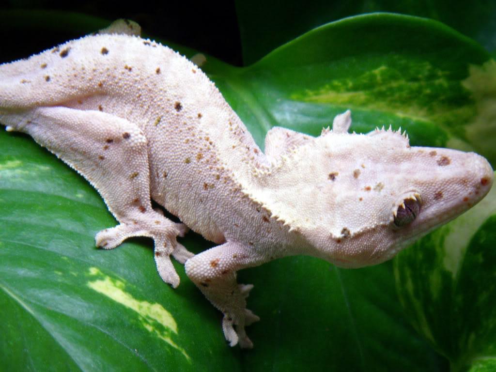 The Pangea Forums Geckos & More