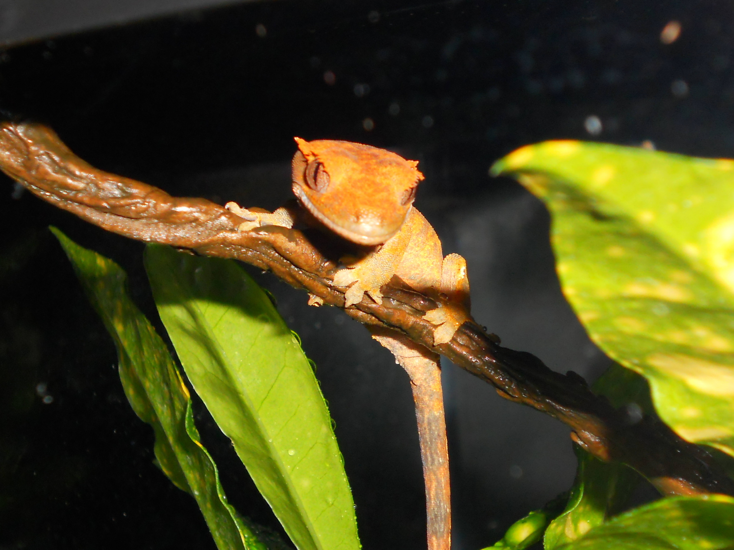 Reptiles image Skeeter; Crested Gecko HD wallpaper and background