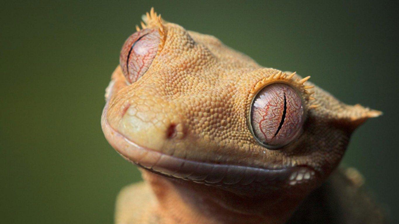 Lizard HD Wallpaper
