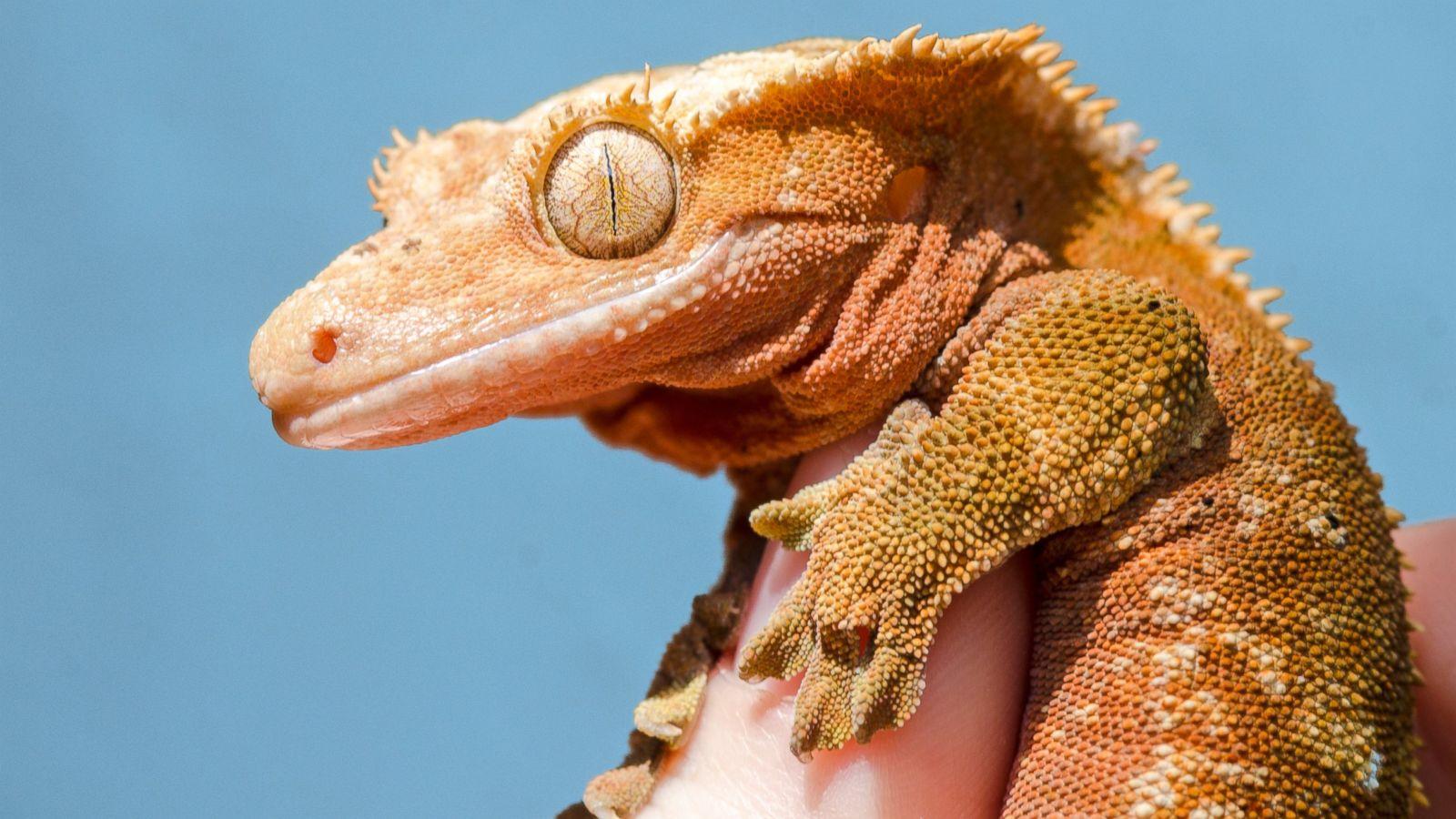 Geckos Linked to Dangerous Salmonella Outbreak in 16 States