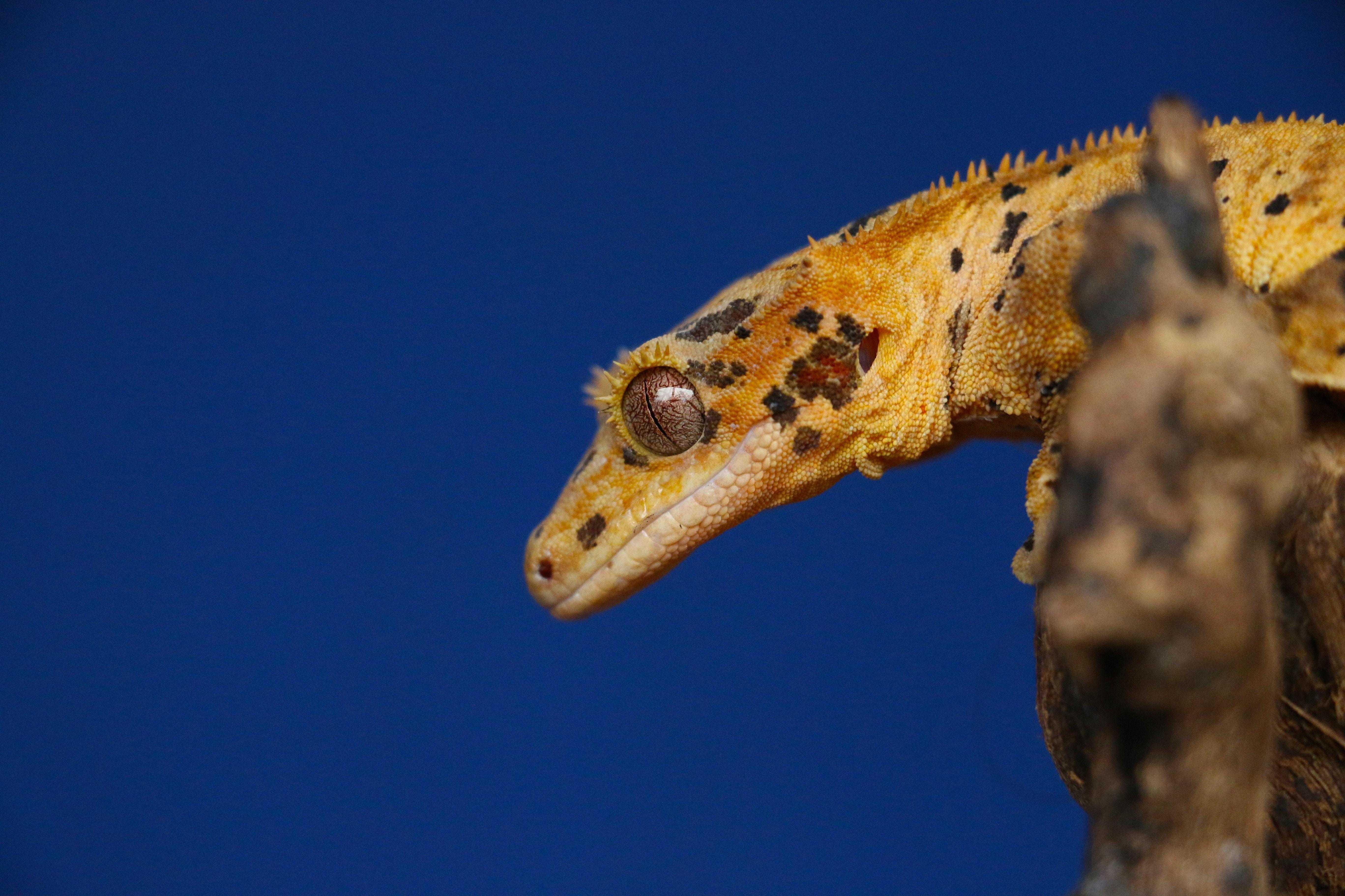Crested Gecko Picture. Download Free Image
