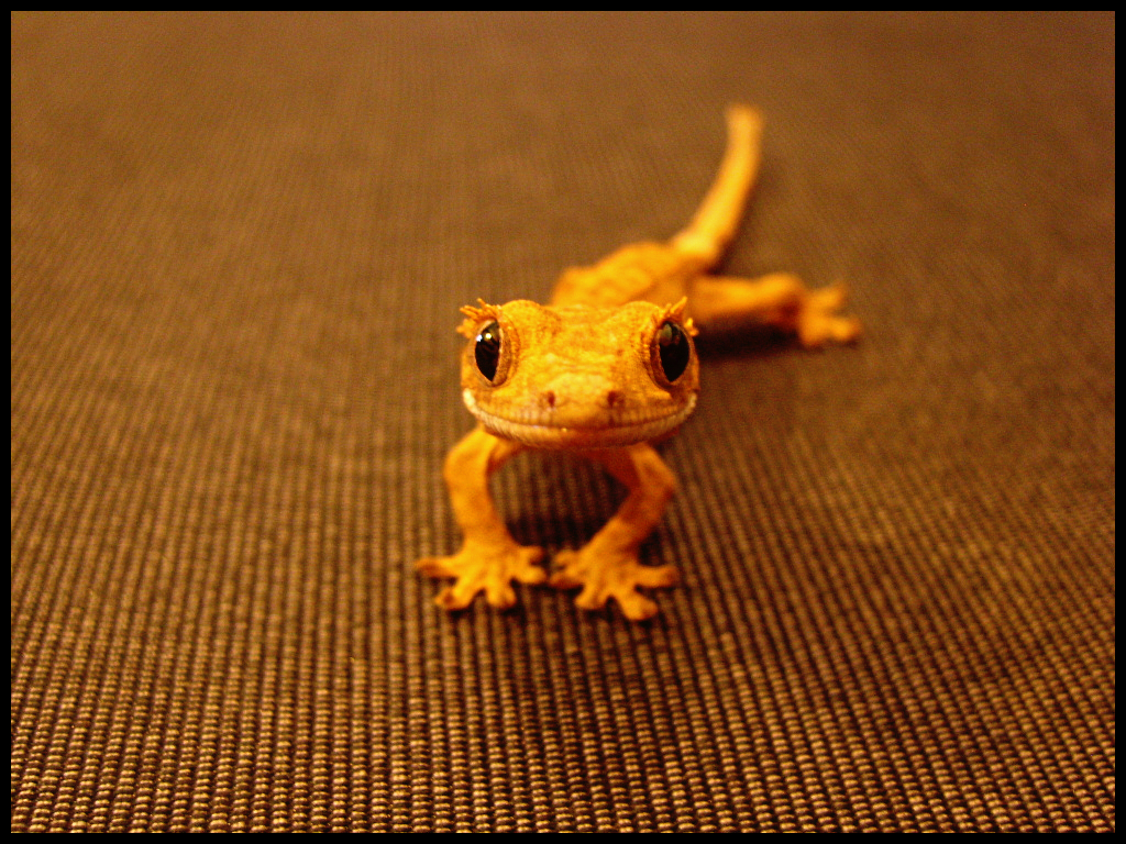 Non Sequitur Thursday: The Amazing Crested Gecko. No Other Appetite