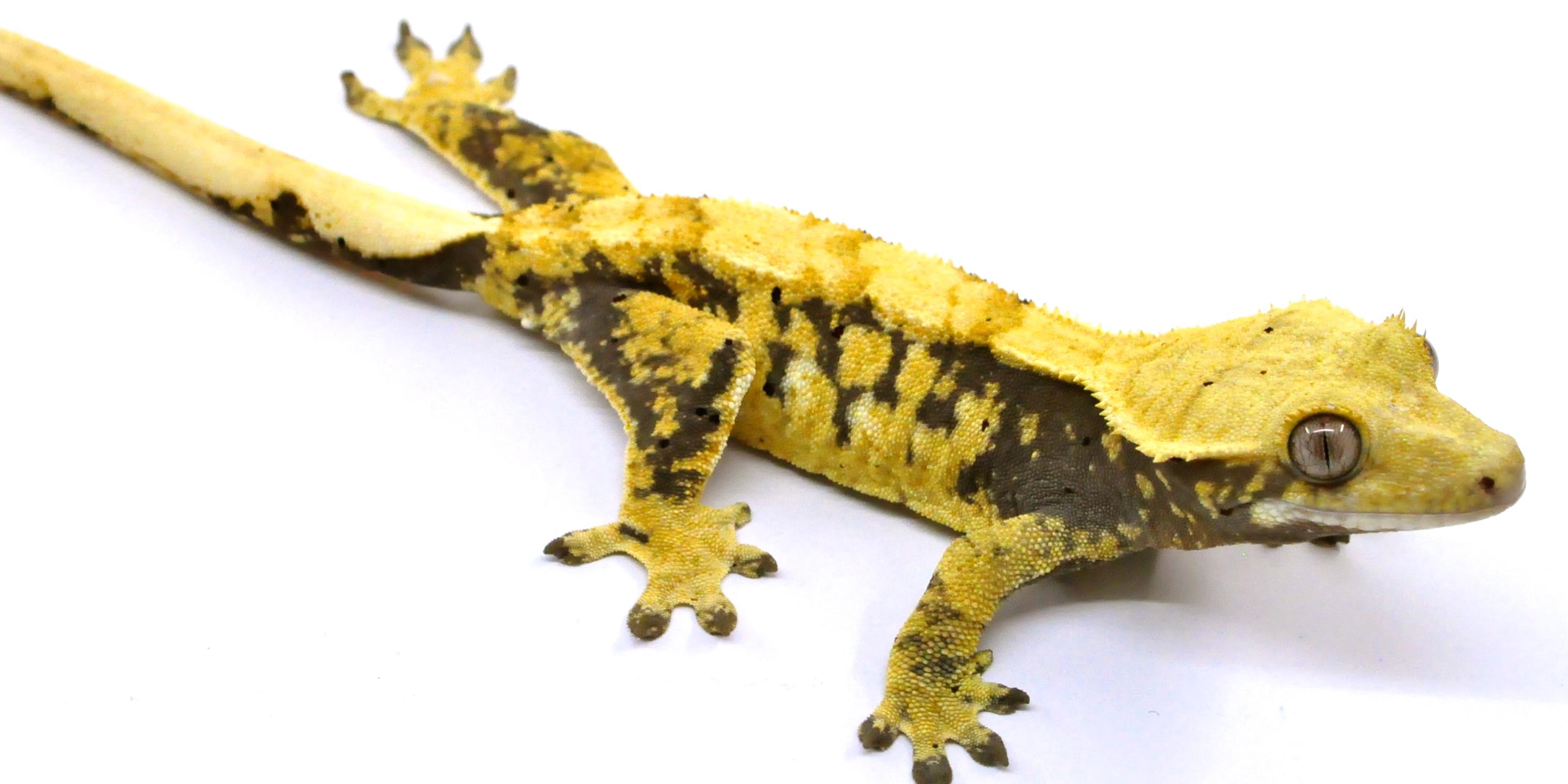 Extreme Crested Gecko Morphs - Lillyexotics. Geckos Colors & Patterns