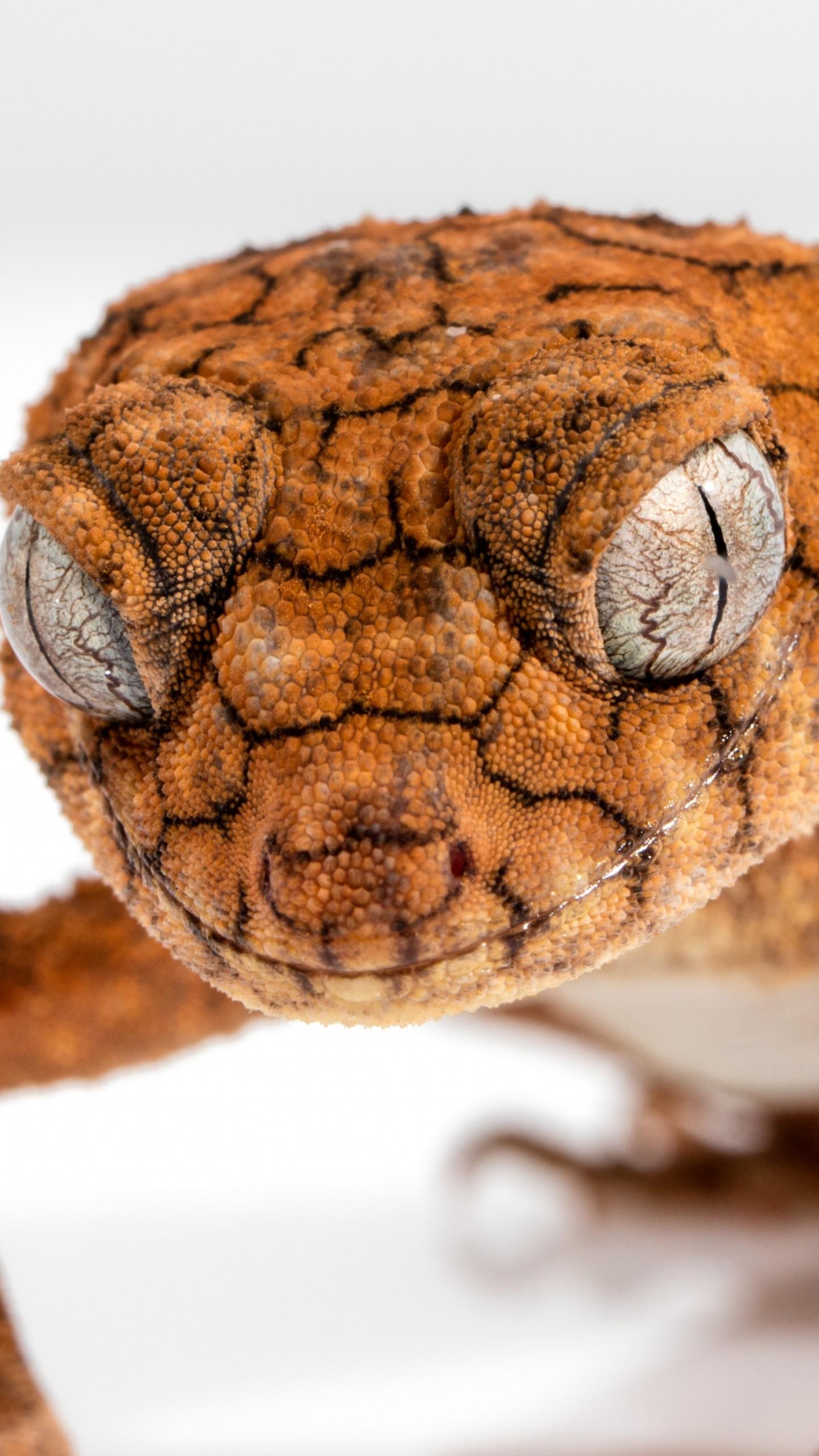 Wallpaper Gecko, Caledonian Crested Gecko, Reptile, Lizard, Close Up