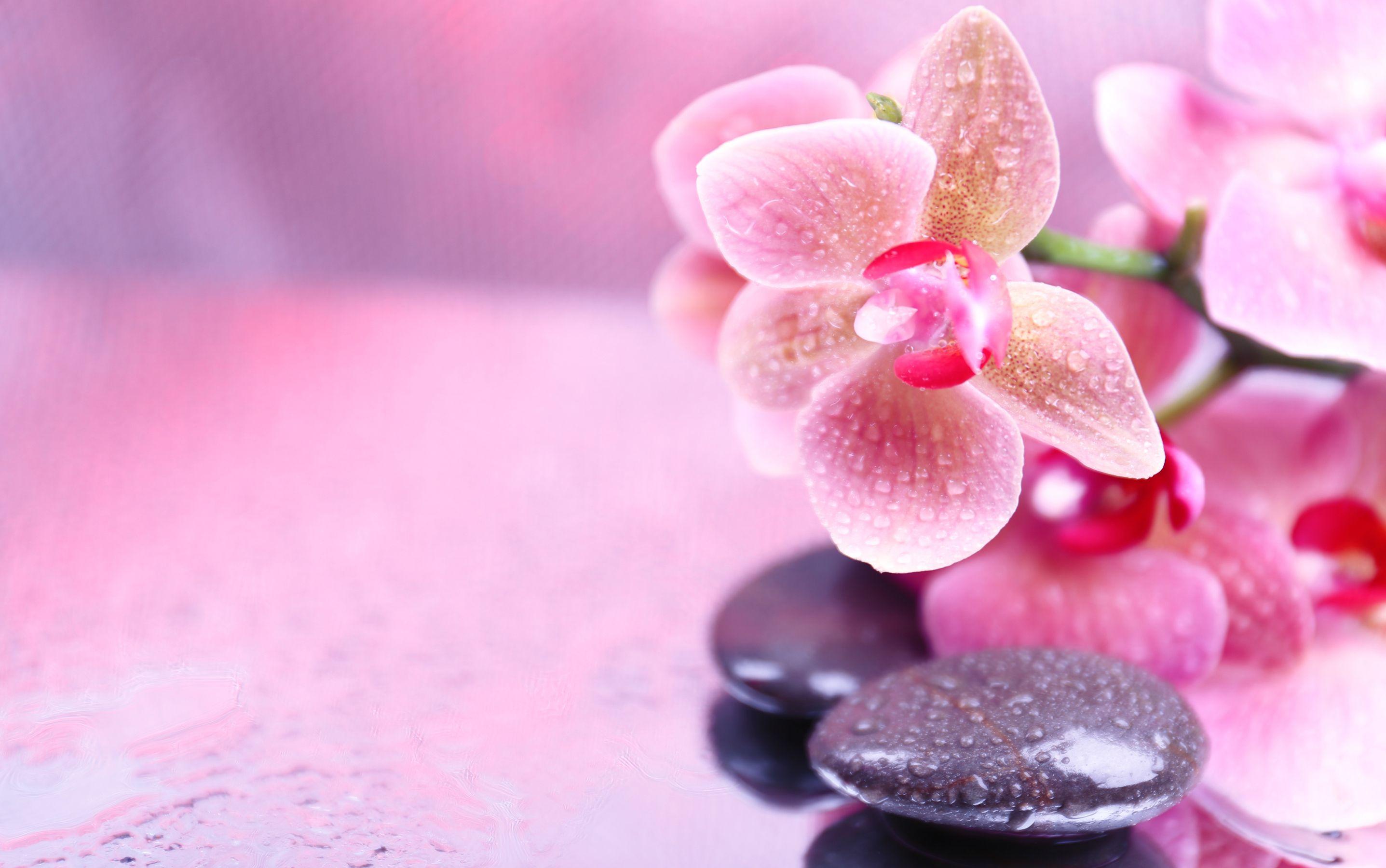 Spa Orchids Wallpaper Free Spa Orchids Background
