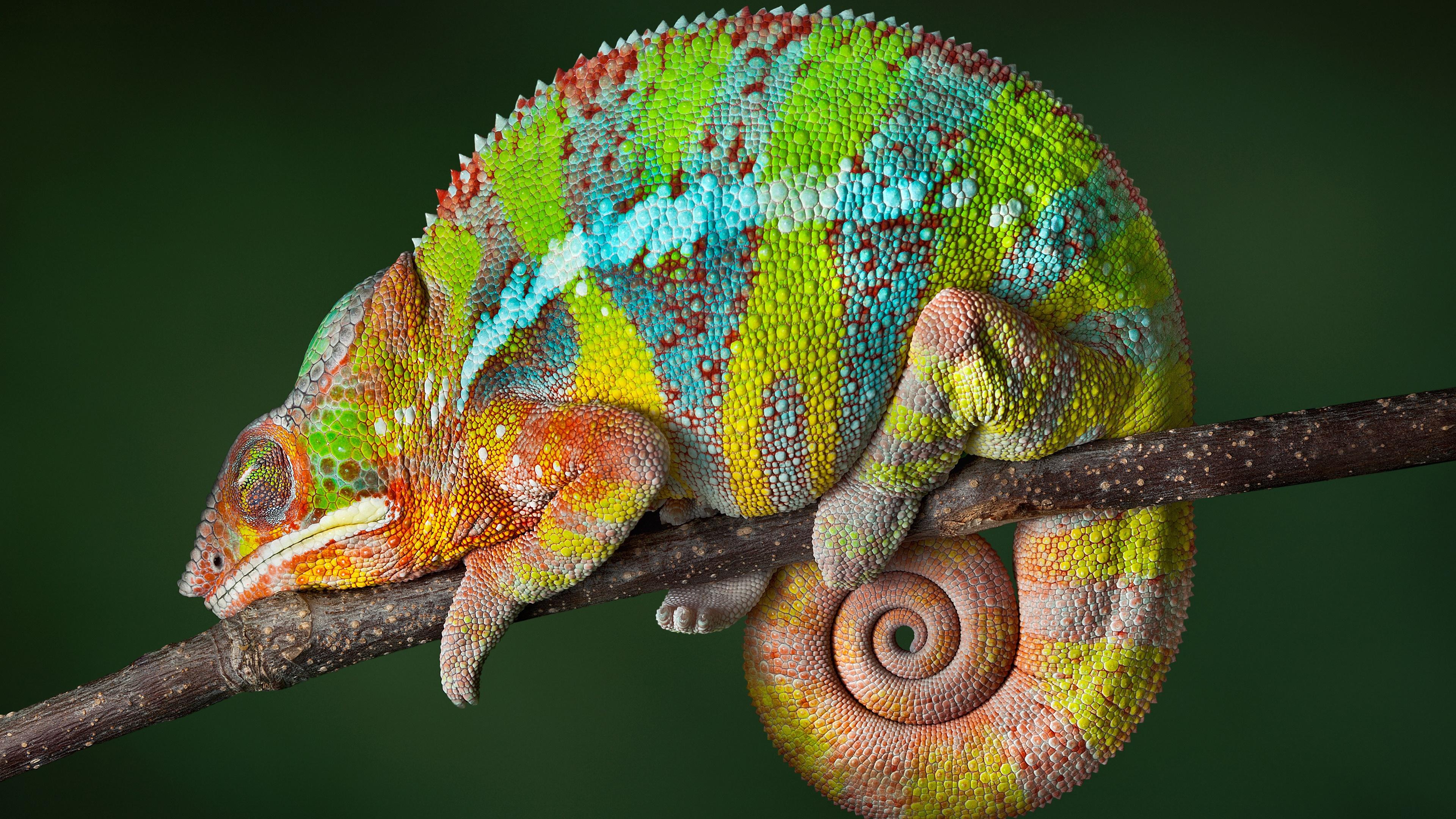 Colorful Chameleon 4K UltraHD Wallpaper. Wallpaper Studio 10. Tens