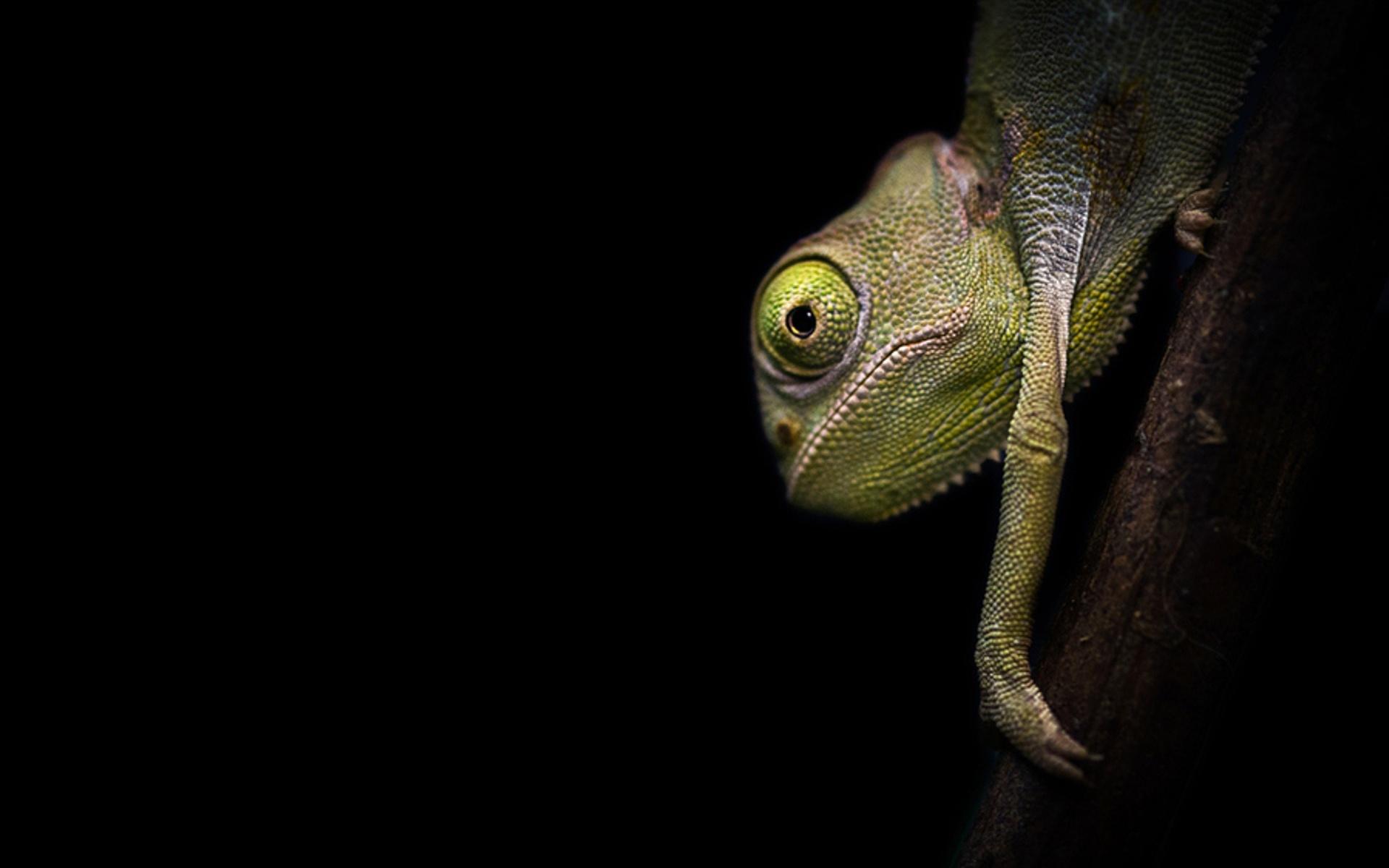 Chameleon HD Wallpaper