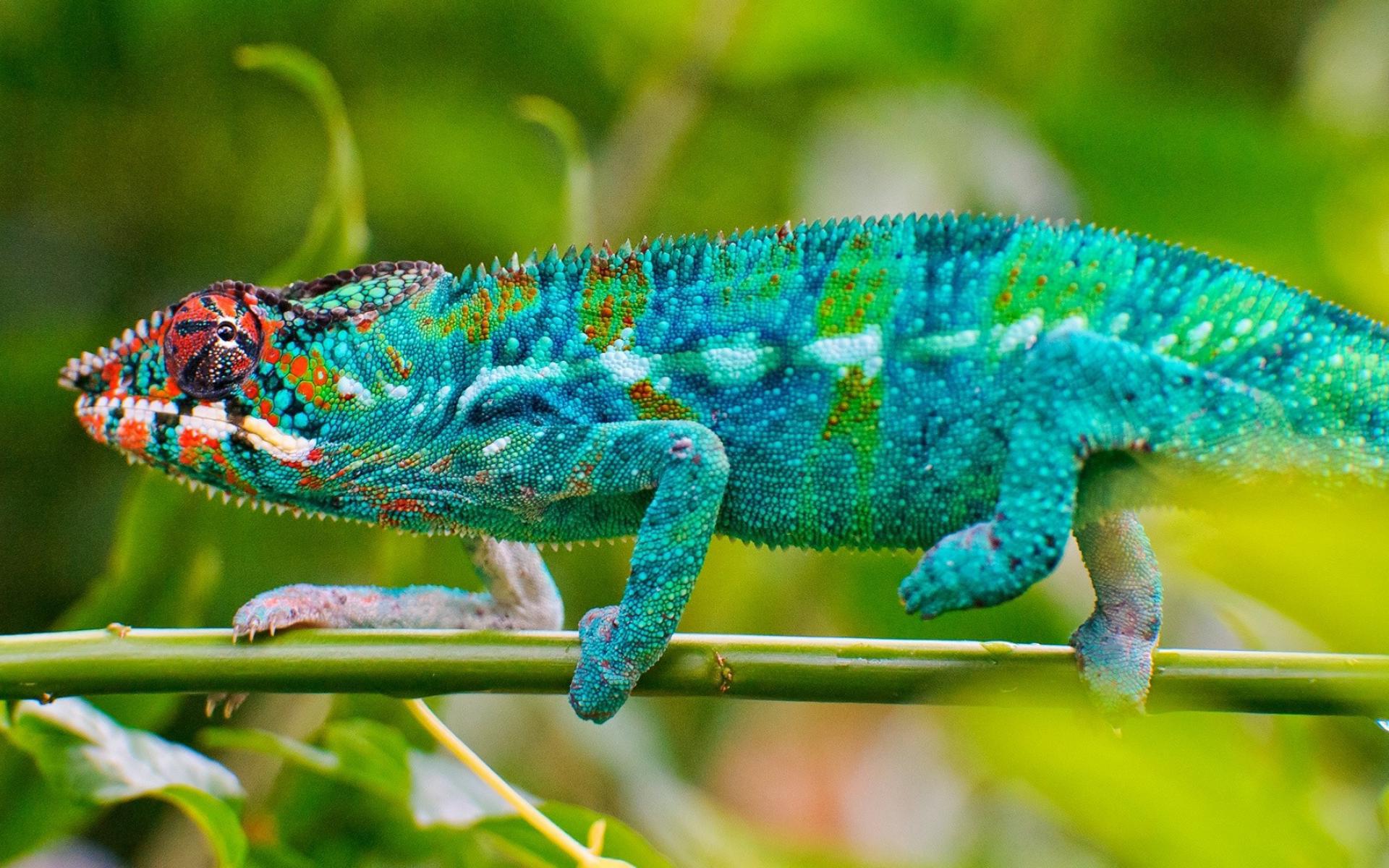 Blue Chameleon Lizard Desktop HD Wallpaper For Mobile Phones