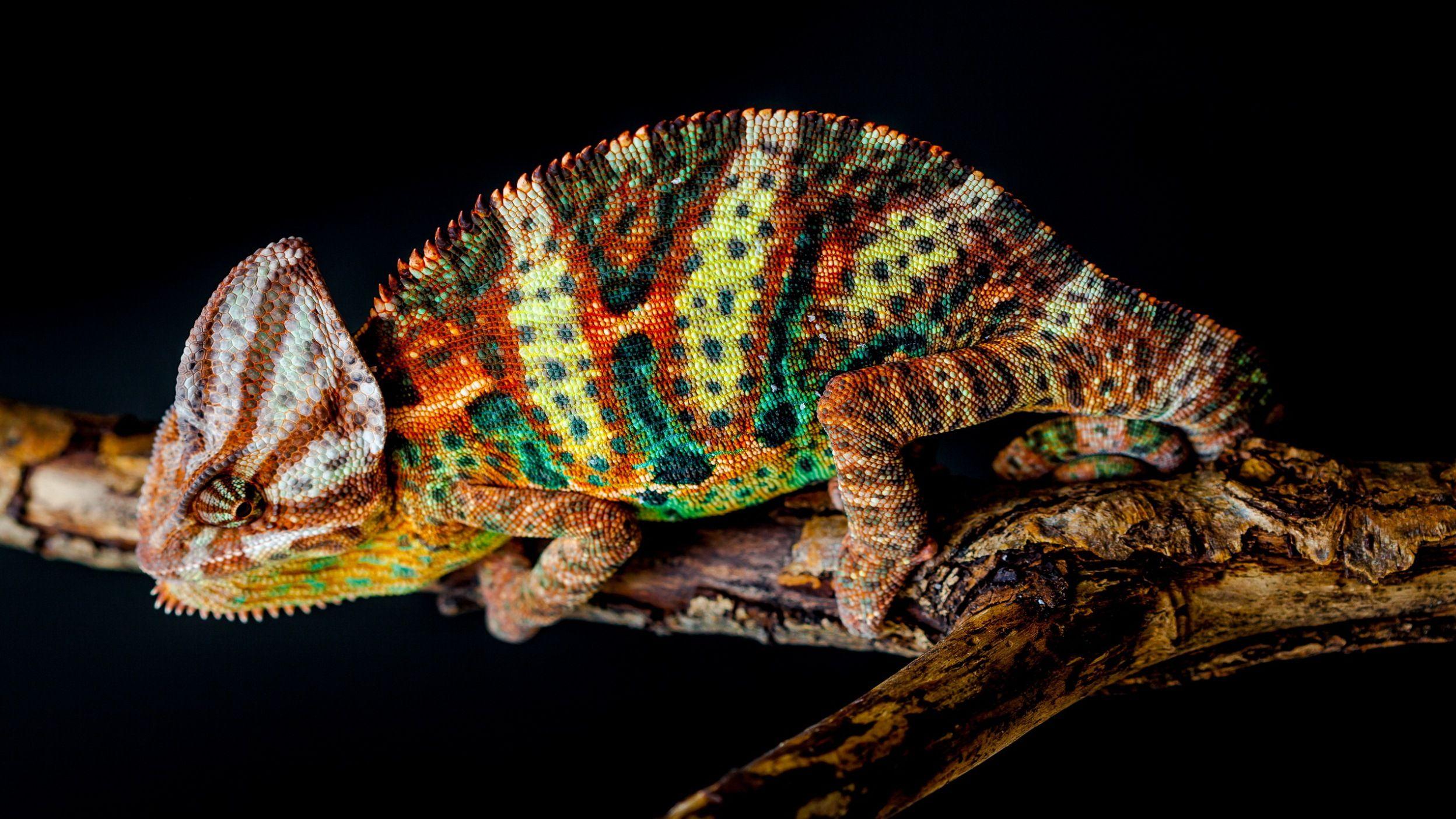 Veiled Chameleon. HD Lizard Wallpaper. Chameleon, Chameleon