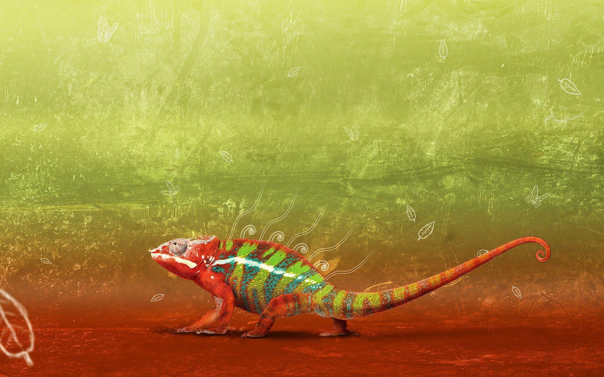 Hd Chameleon Wallpaper 23634. Best Free Desktop HD Wallpaper