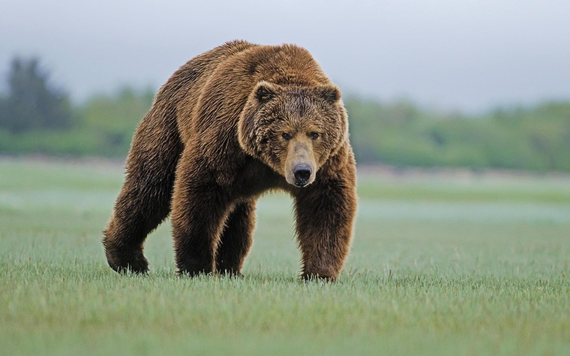 Wallpaper, animals, nature, grass, wildlife, bears, Grizzly Bears