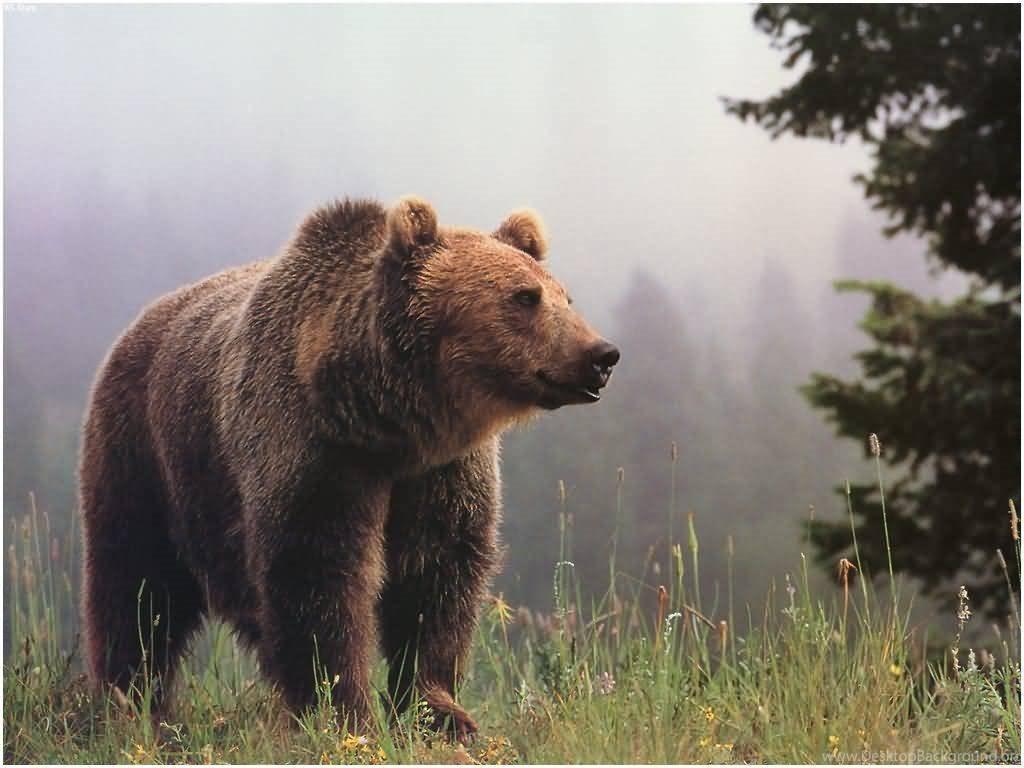 Grizzly Bear Wallpaper Image