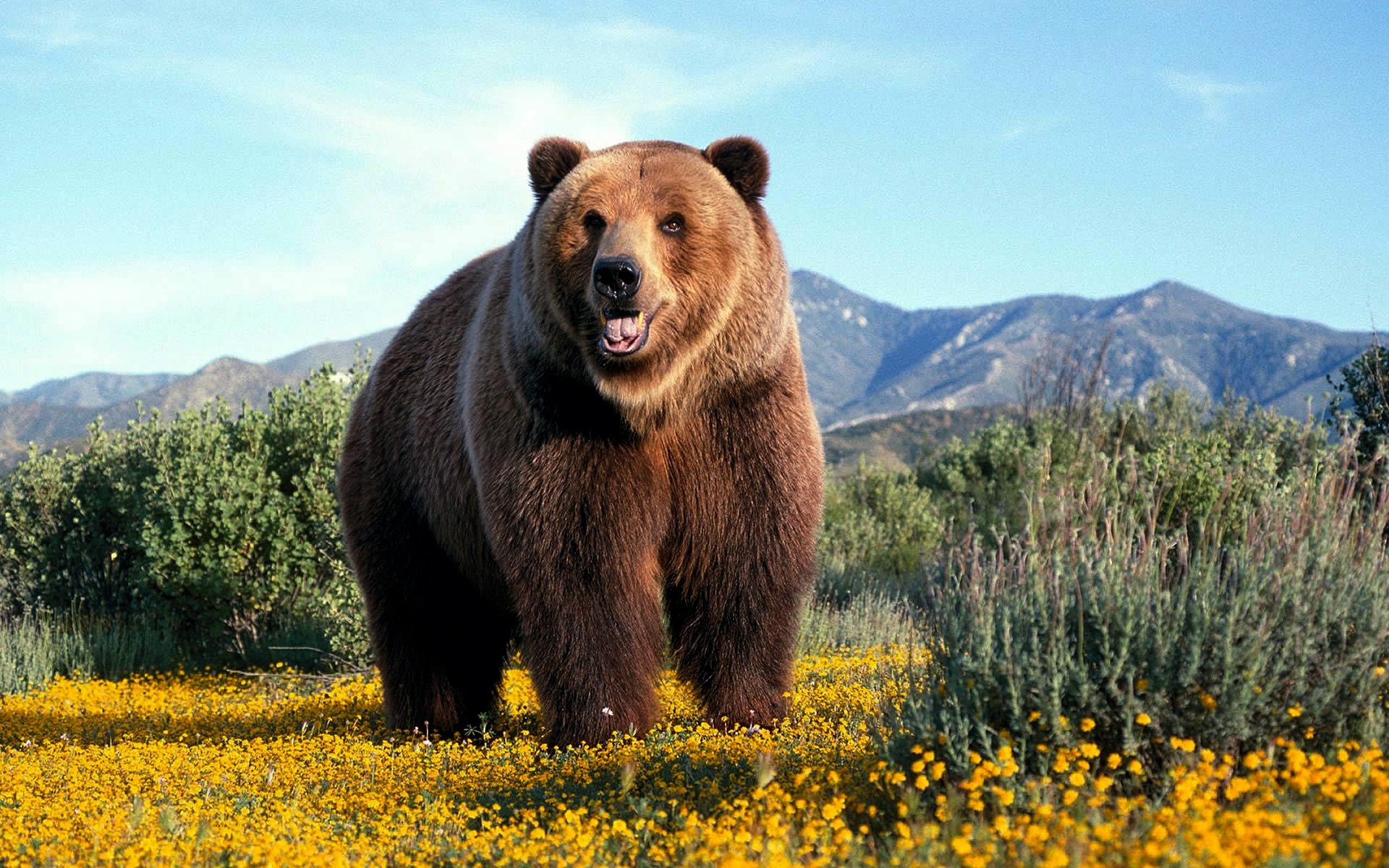 Grizzly B HD Wallpaper, Background Image