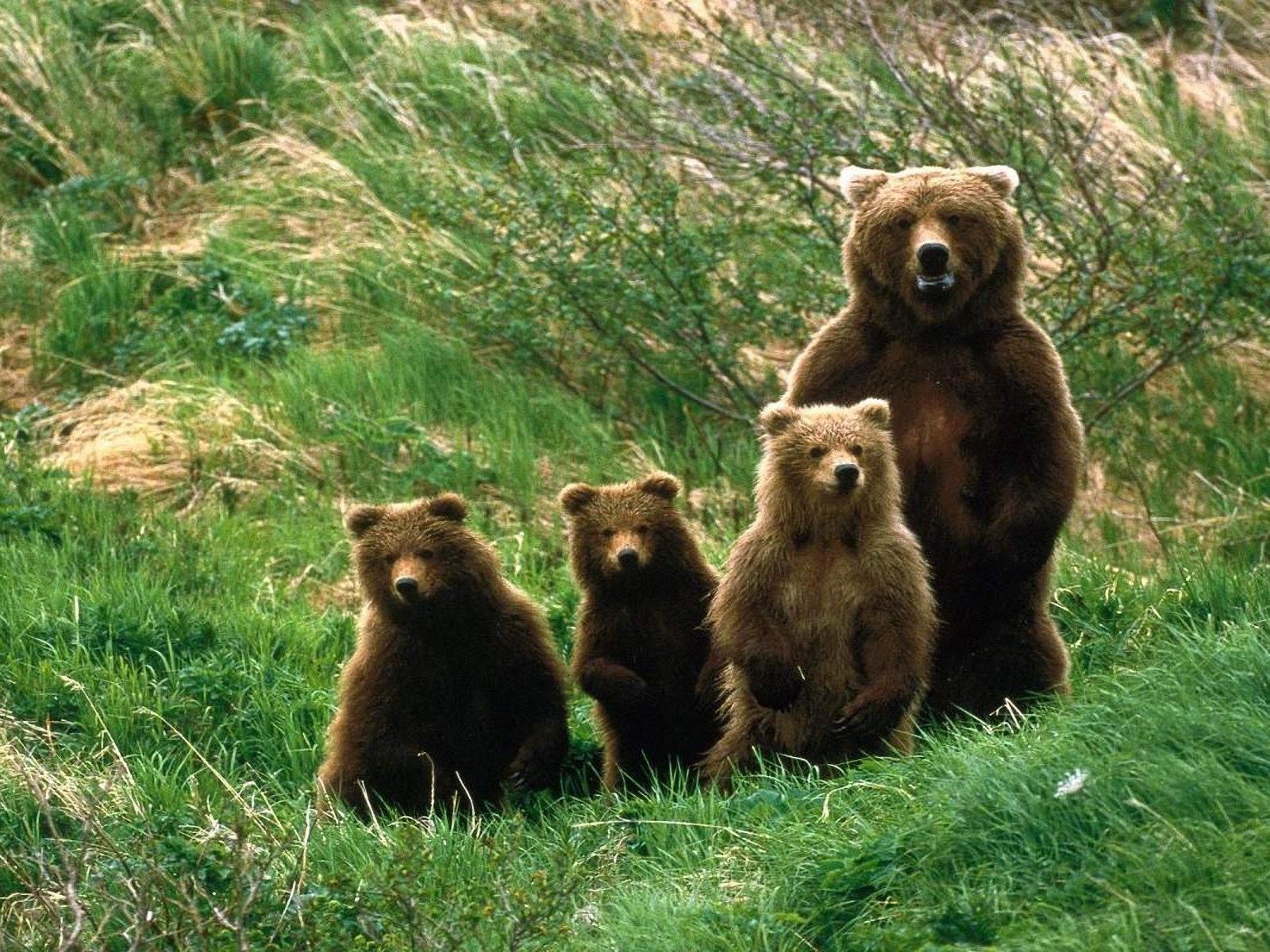 Baby Grizzly Bears Wallpaper PIC MCH043195