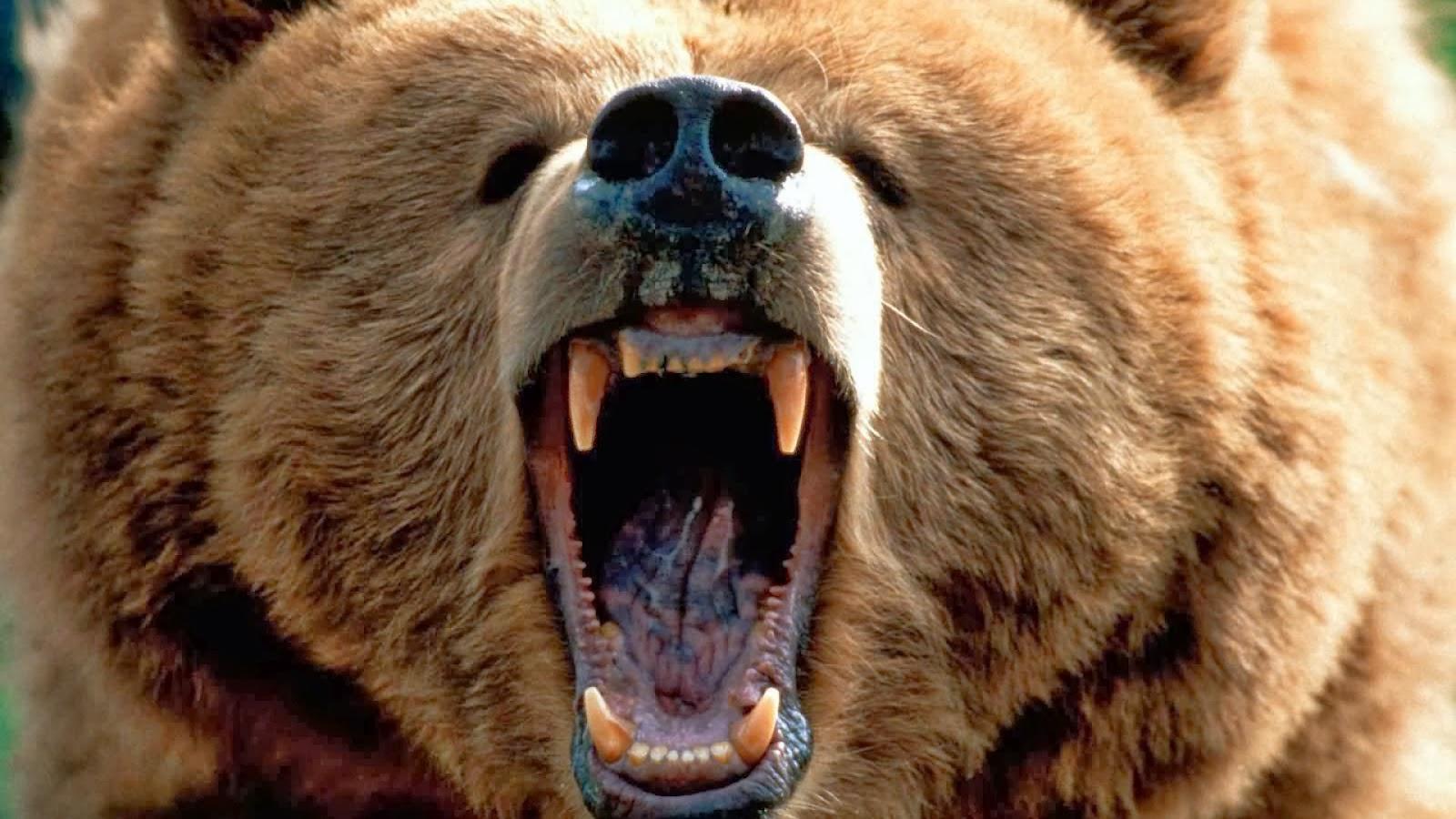angry giant grizzly bear