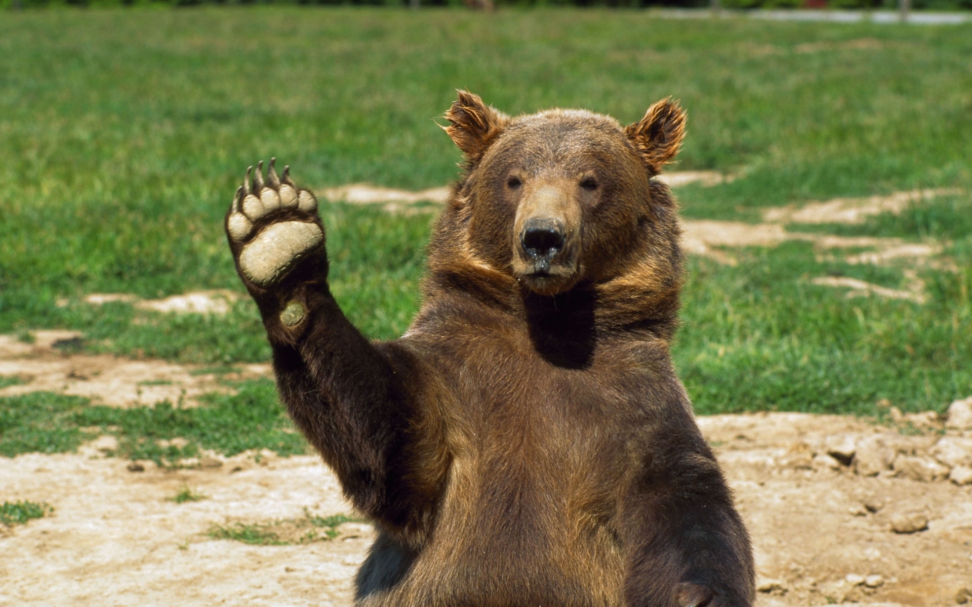 Grizzly Bear Background 1600x1200 (142.24 KB)