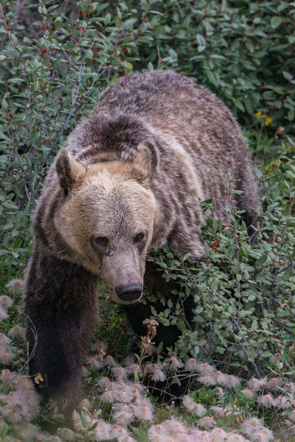 Grizzly Bear Picture [HQ]. Download Free Image