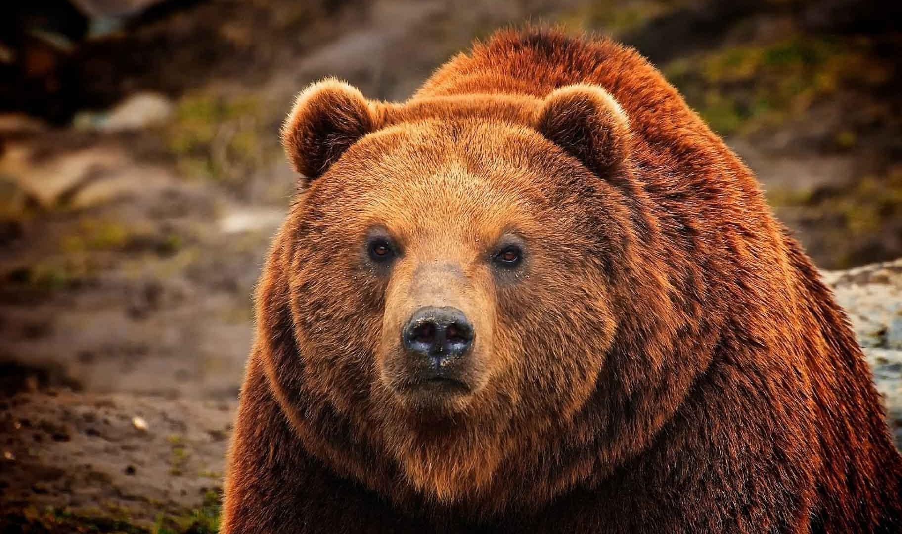 Grizzly Bear Wallpaper Picture. Quality Picture on Animal Picture