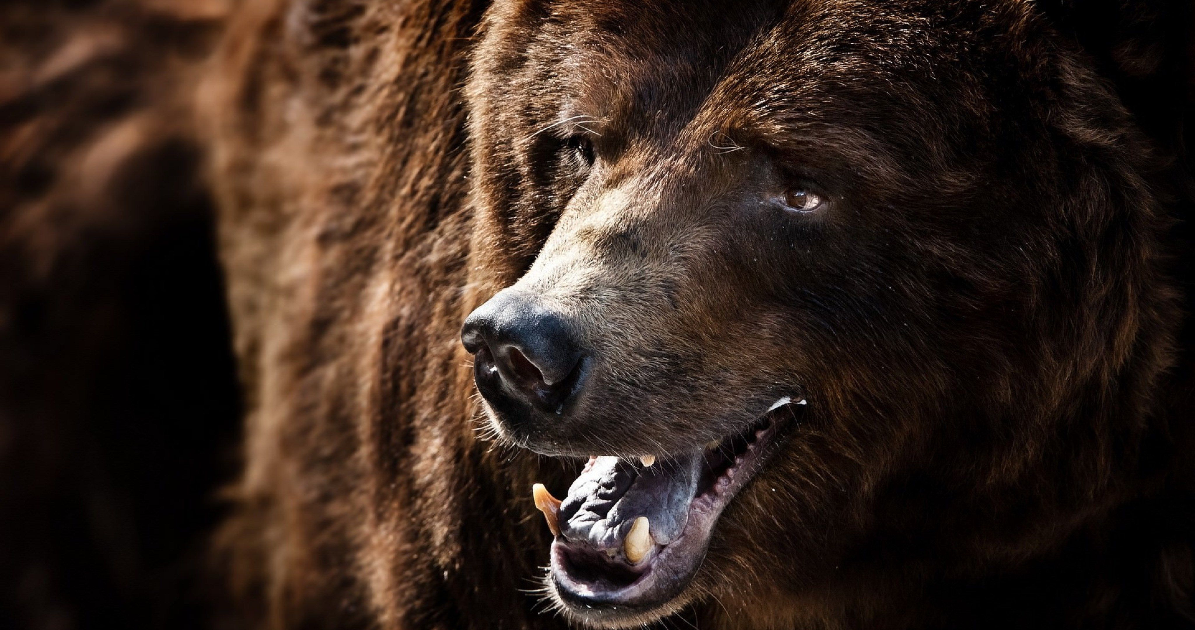 Angry Grizzly Bear Wallpaper 9 X 2160