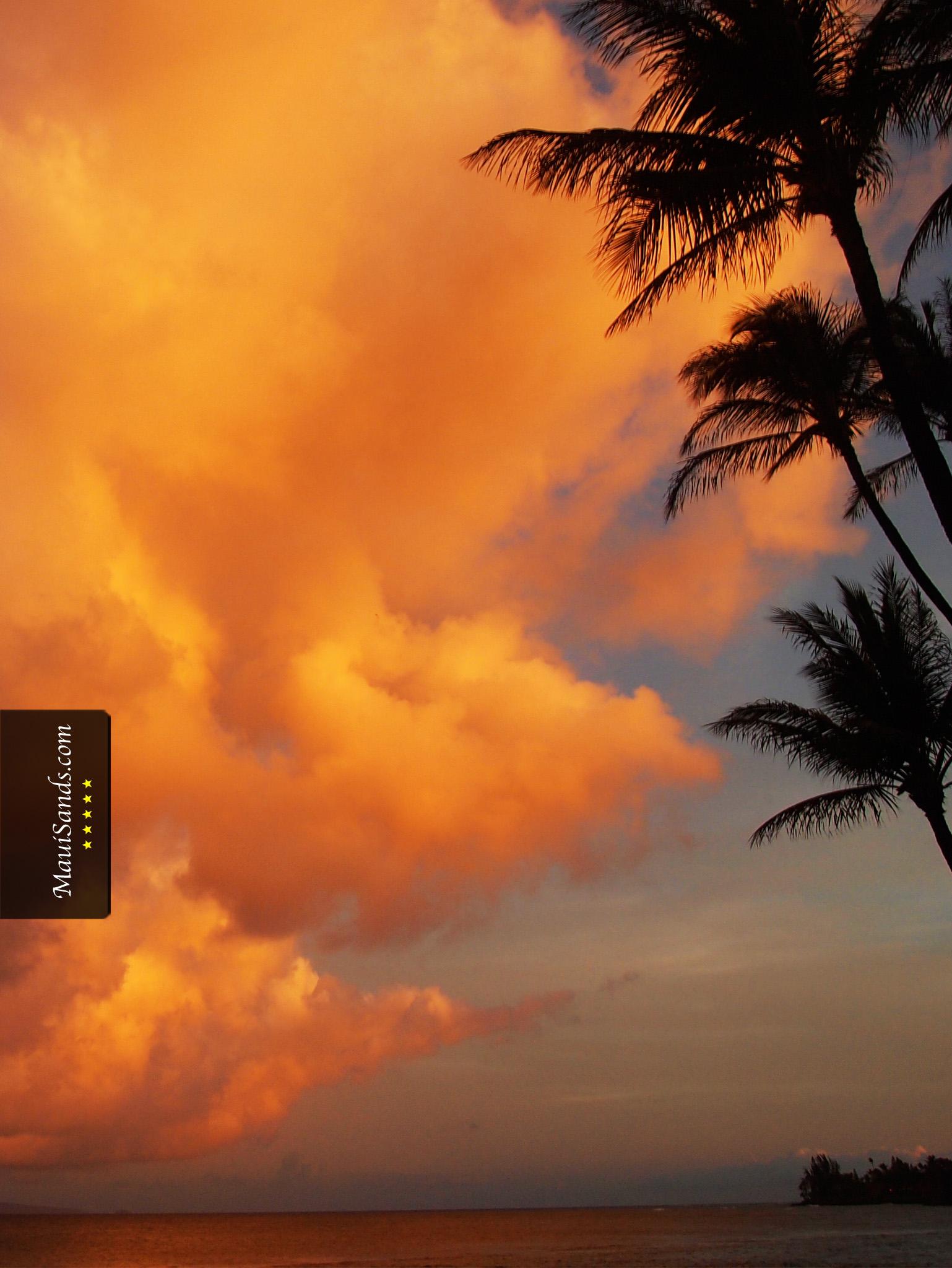 [hawai view] 45 Wp4088014