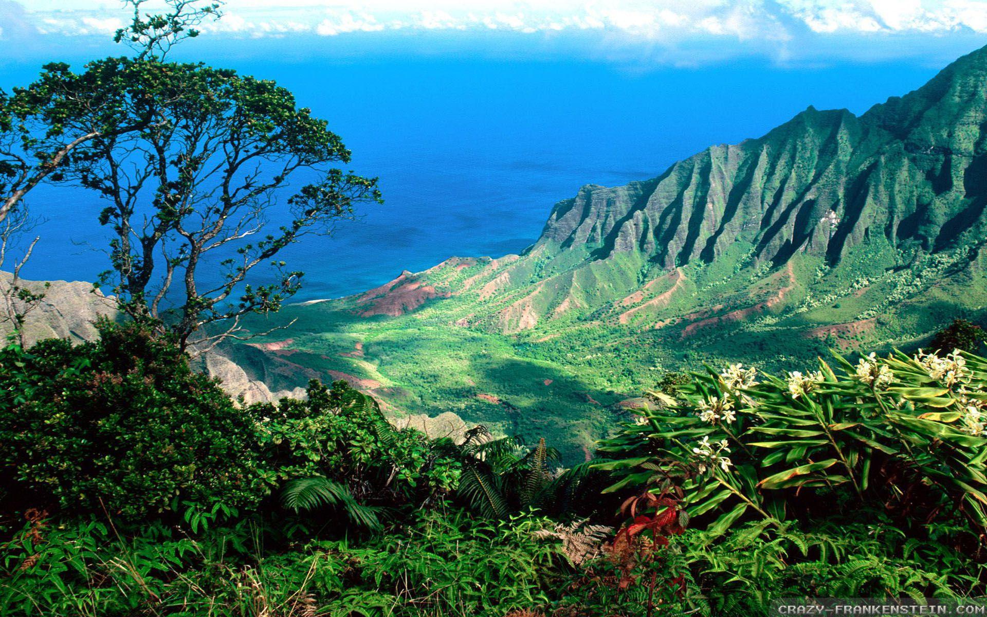 [hawai view] 55 Wp4088025