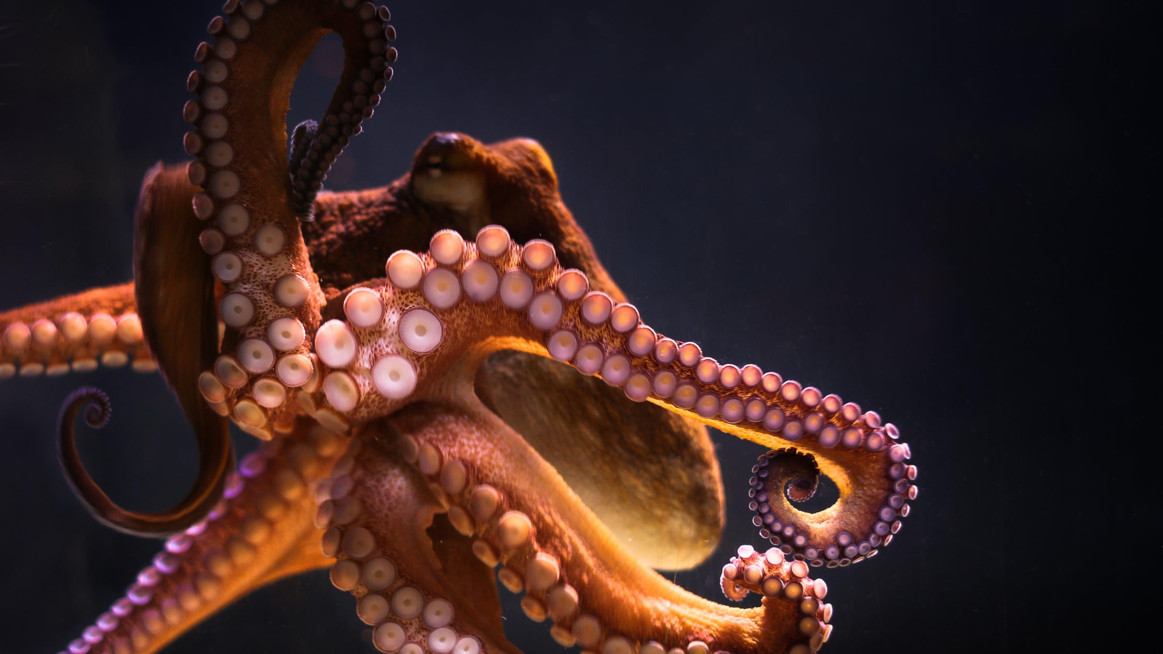 Octopus 4k Ultra HD Wallpaper