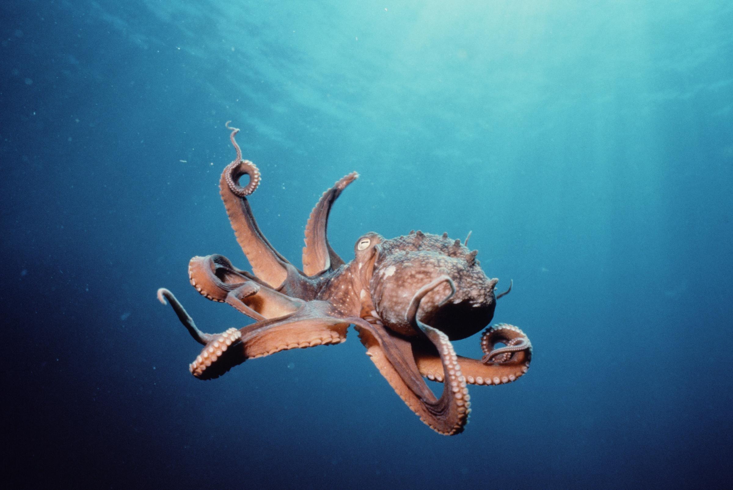 Octopus HD Wallpaper