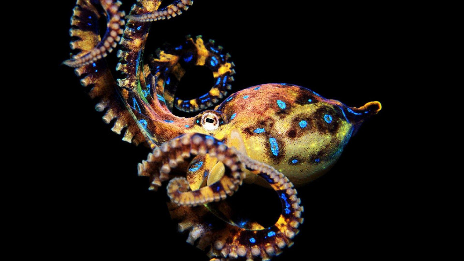 Octopus HD Wallpaper 1080p Wallpaper Inn. Ocean pretty