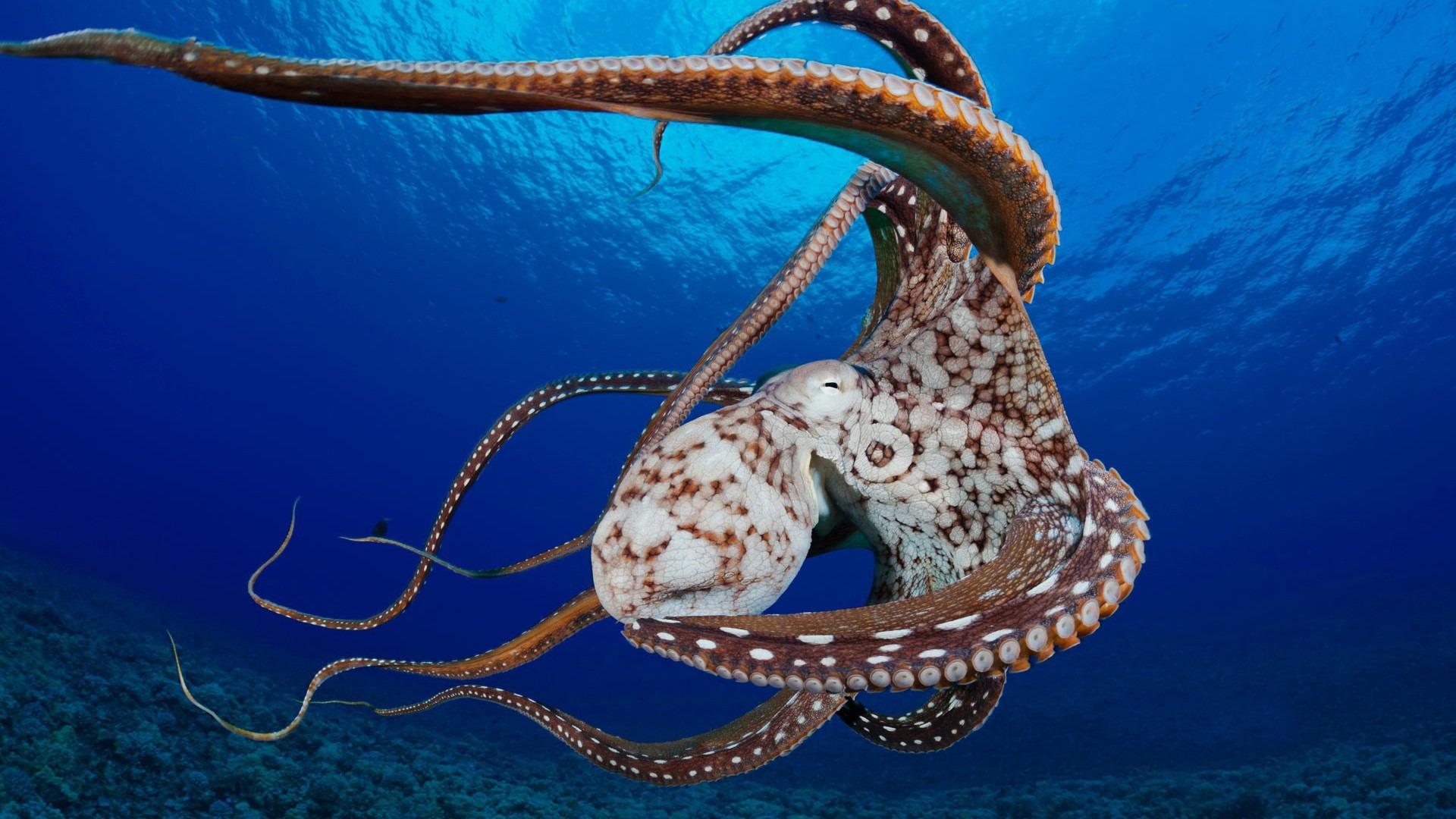 Wallpaper Blink of Octopus Wallpaper HD for Android, Windows