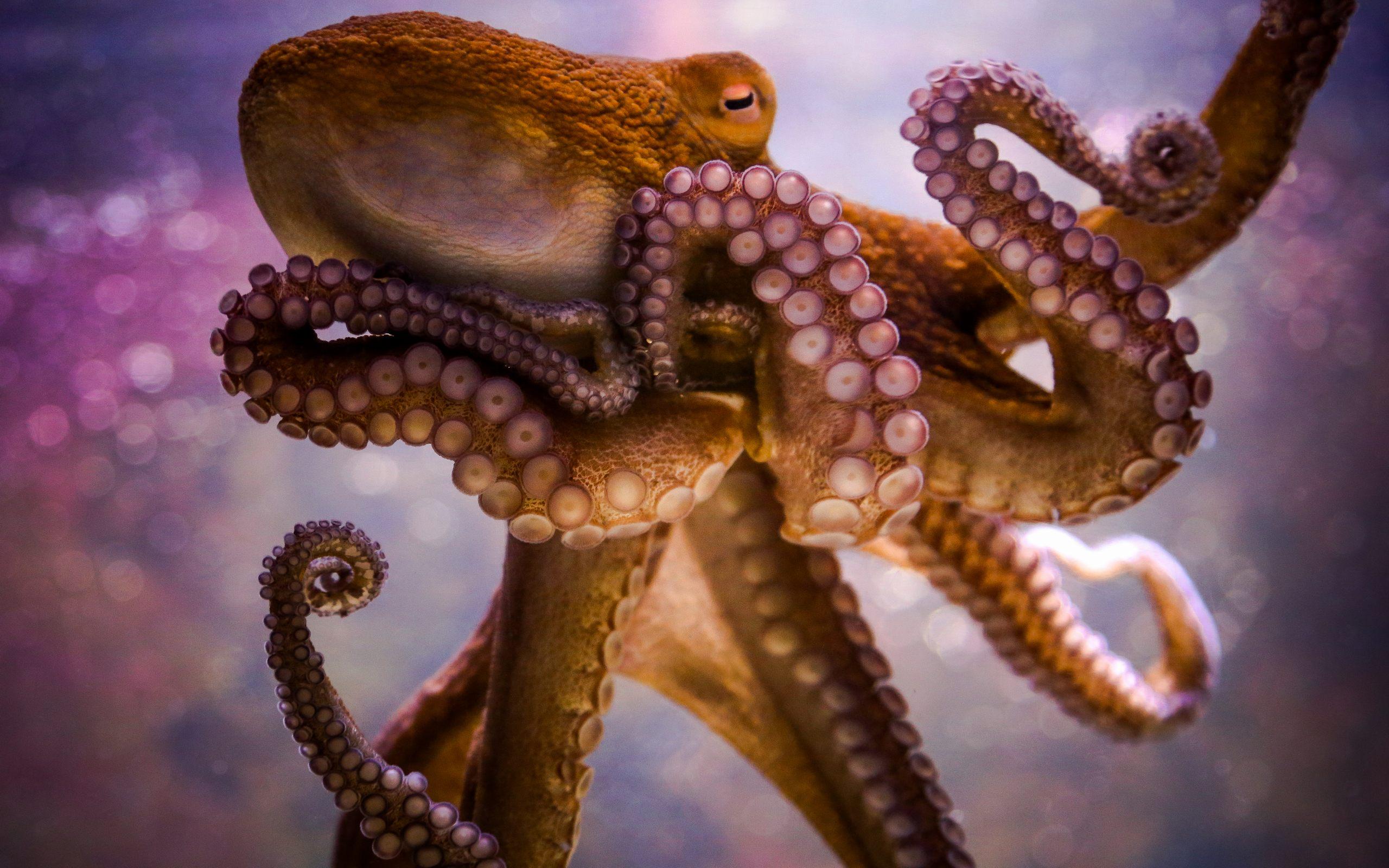 octopus tentacles wallpaper HD octopus tentacles