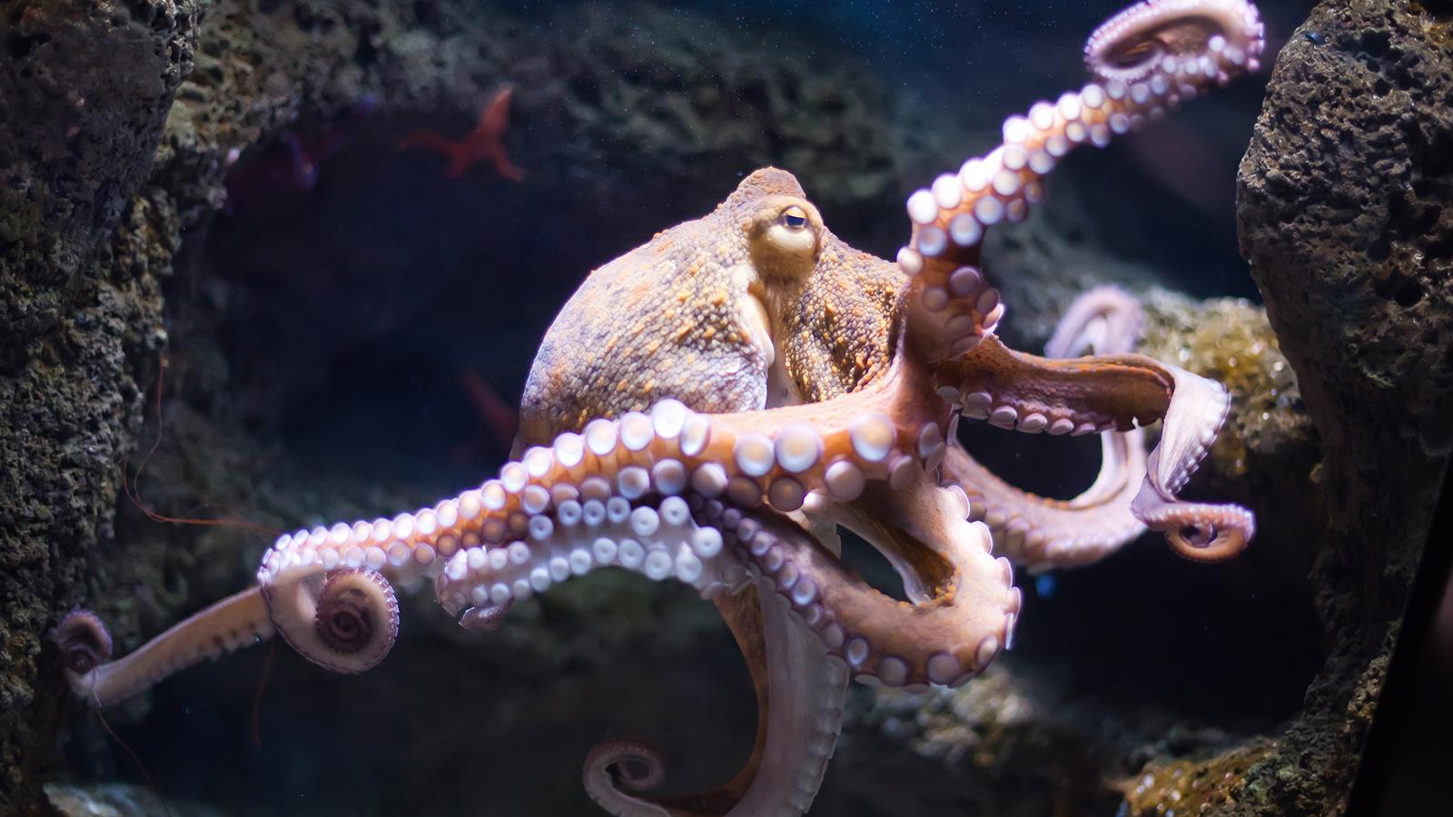 Real Octopus Image HD Wallpaper