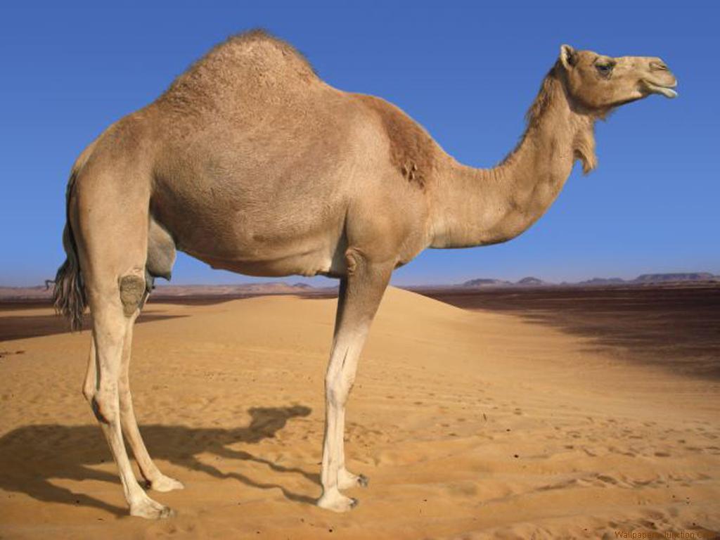 Camel Wallpaper 3 X 768