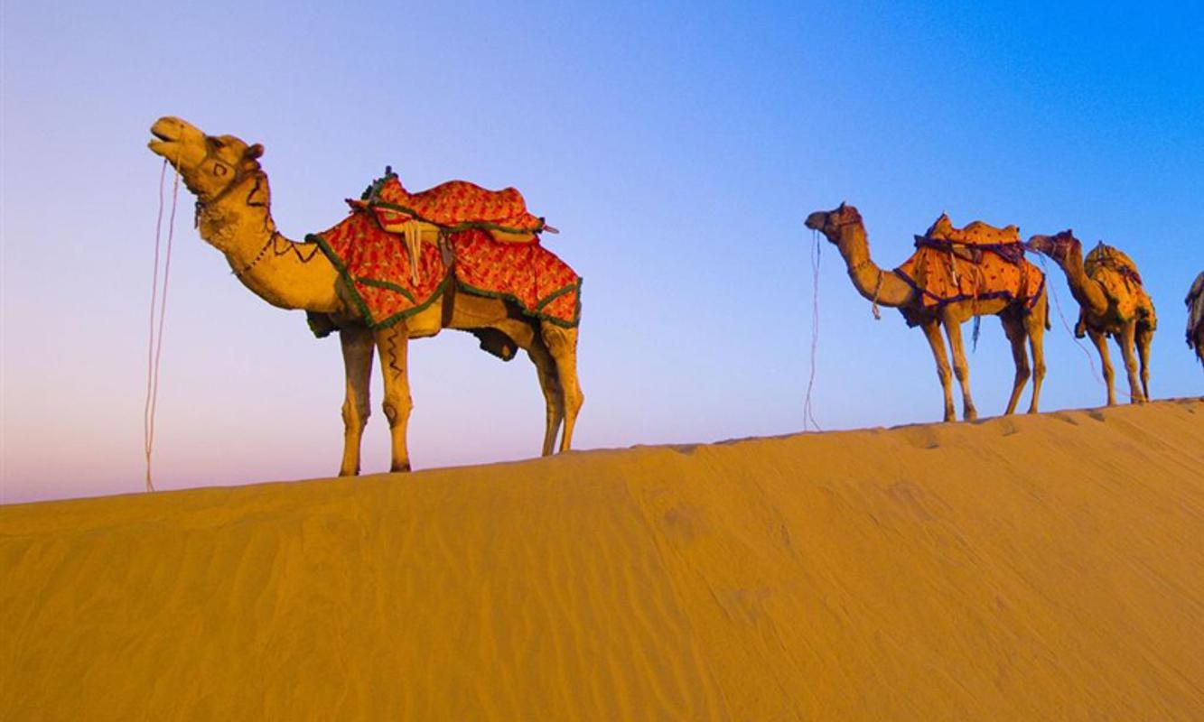 Camel wallpaper for Android