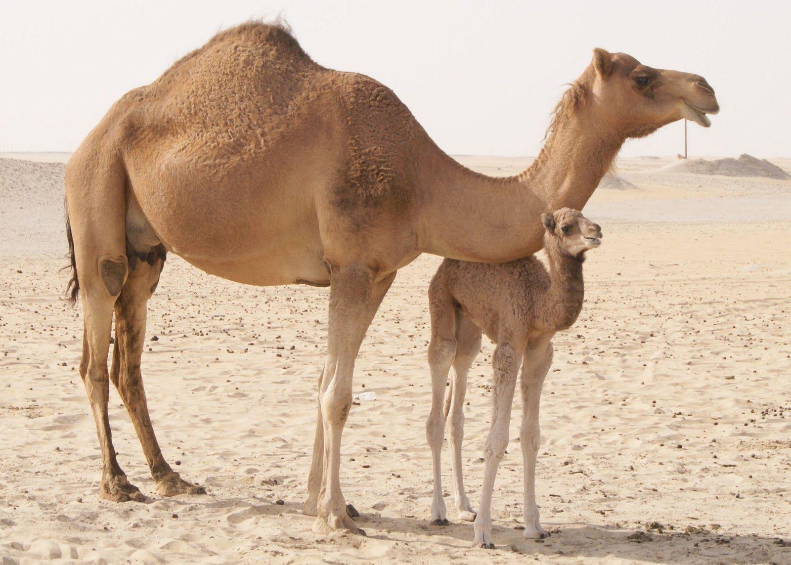 Camels. Camels Wallpaper (High Definition). HDwalle. Camel's