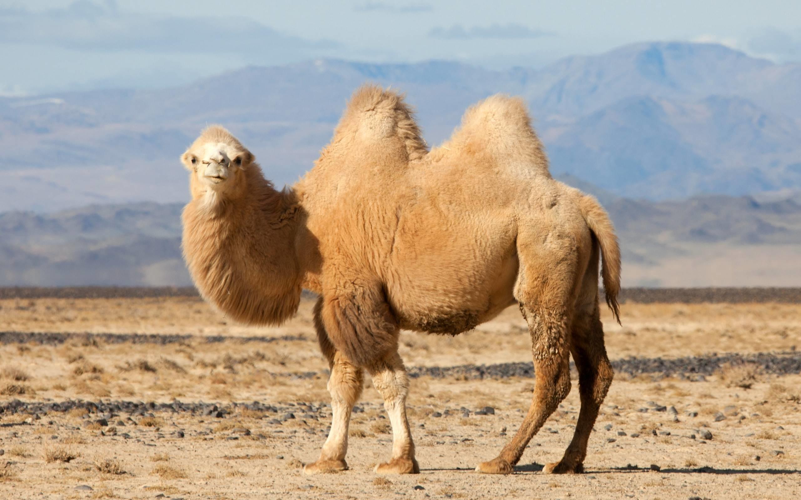 Camel Wallpaper background picture