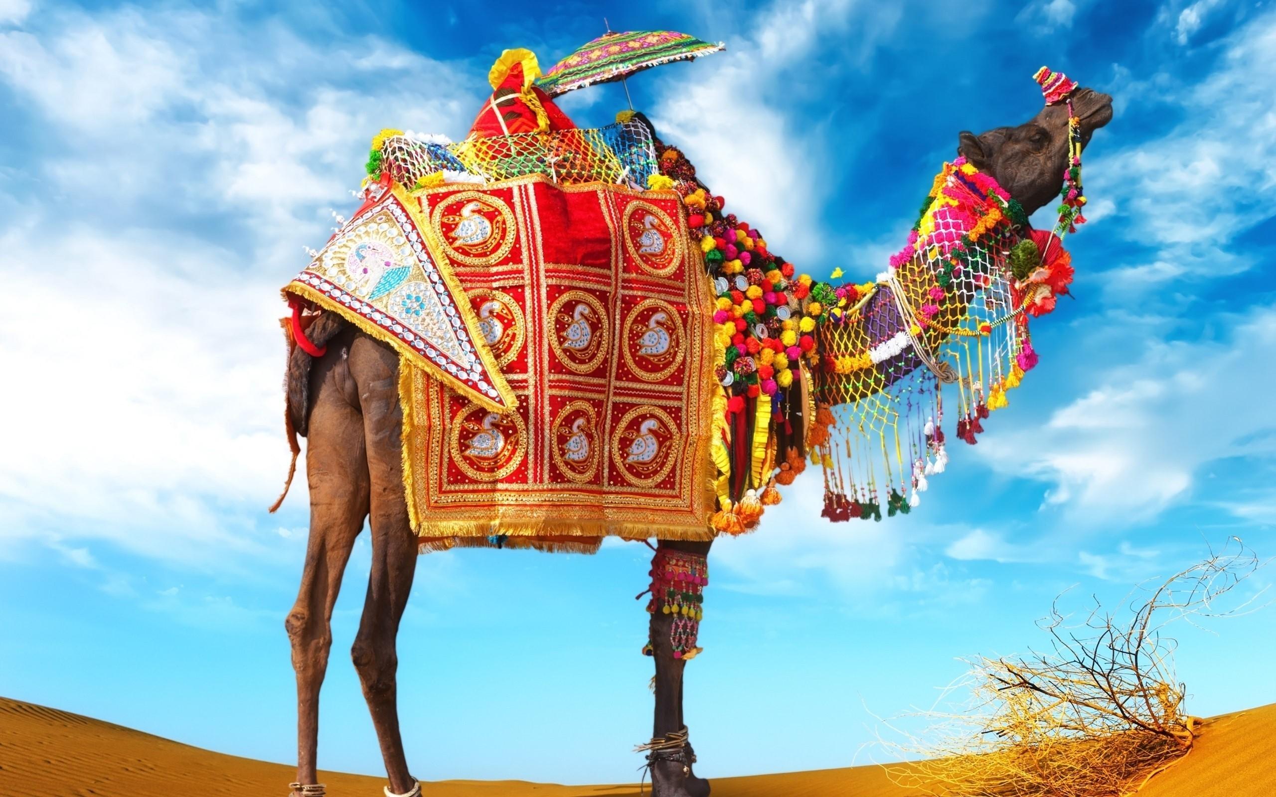 Decorative Camel in Desert HD Photo