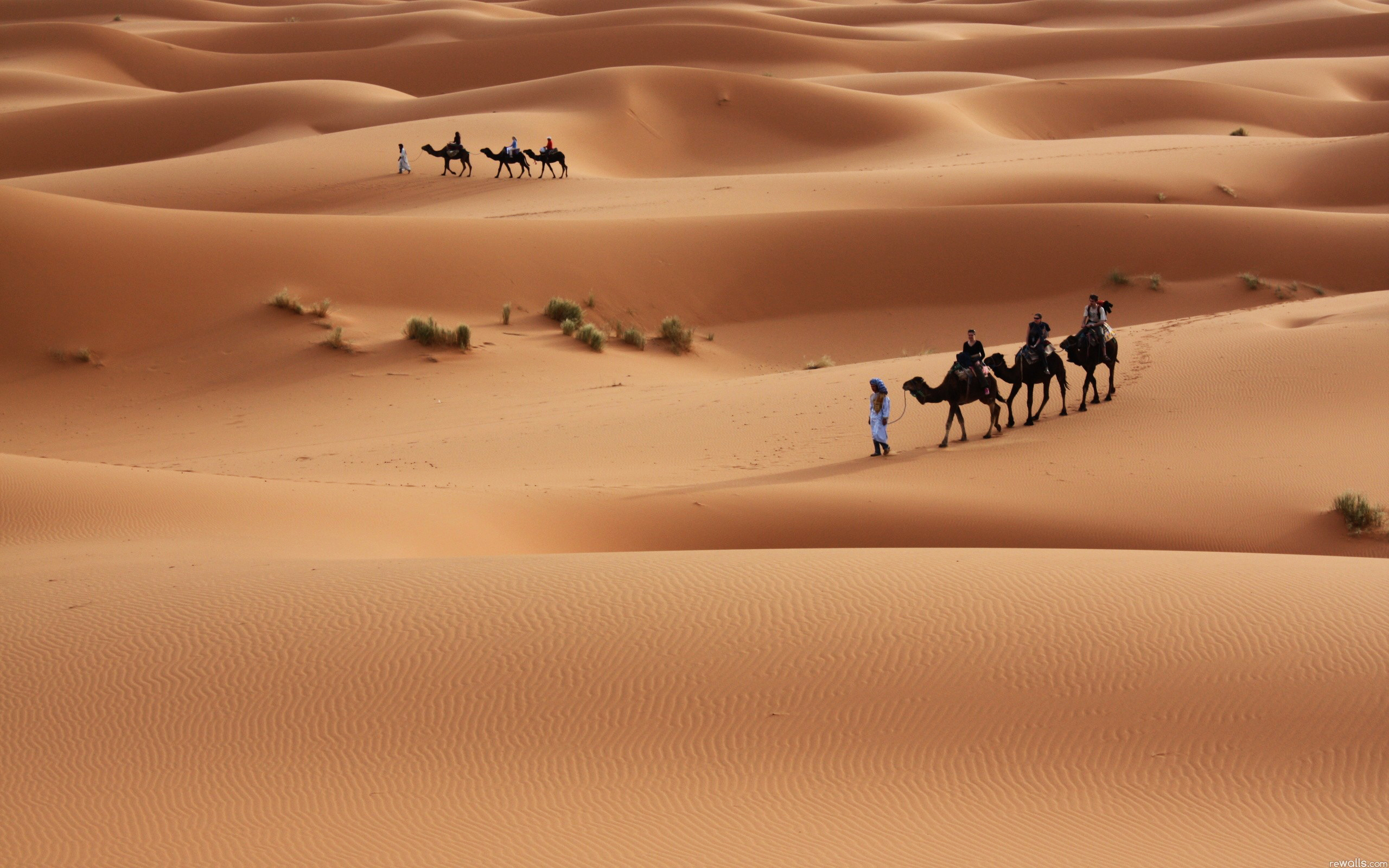 Desert Camel Wallpaper