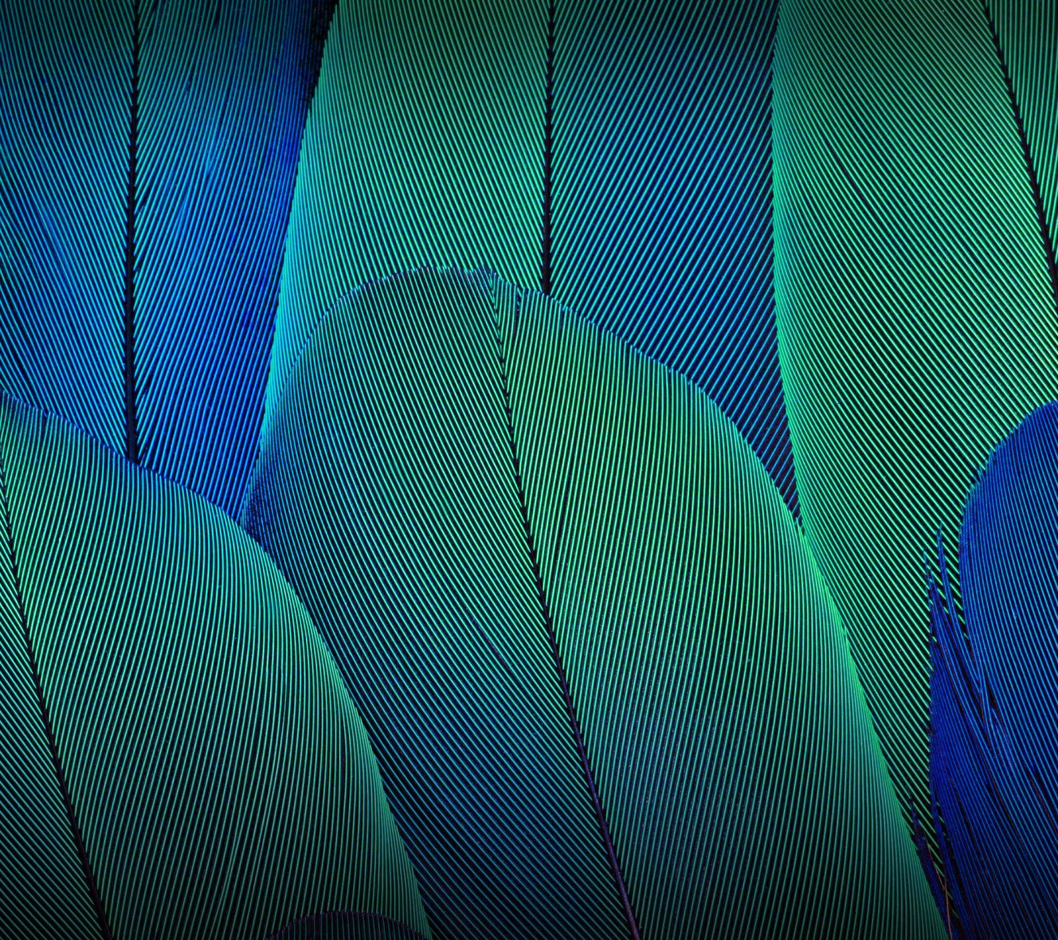 Wallpaper Leaves, Moto G5S Plus, Stock, HD, Abstract