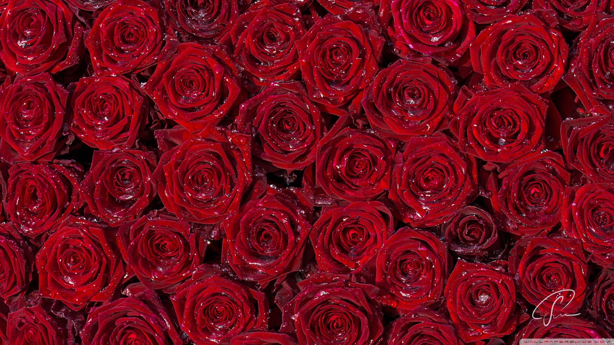 Red Roses Background ❤ 4K HD Desktop Wallpaper for 4K Ultra HD TV