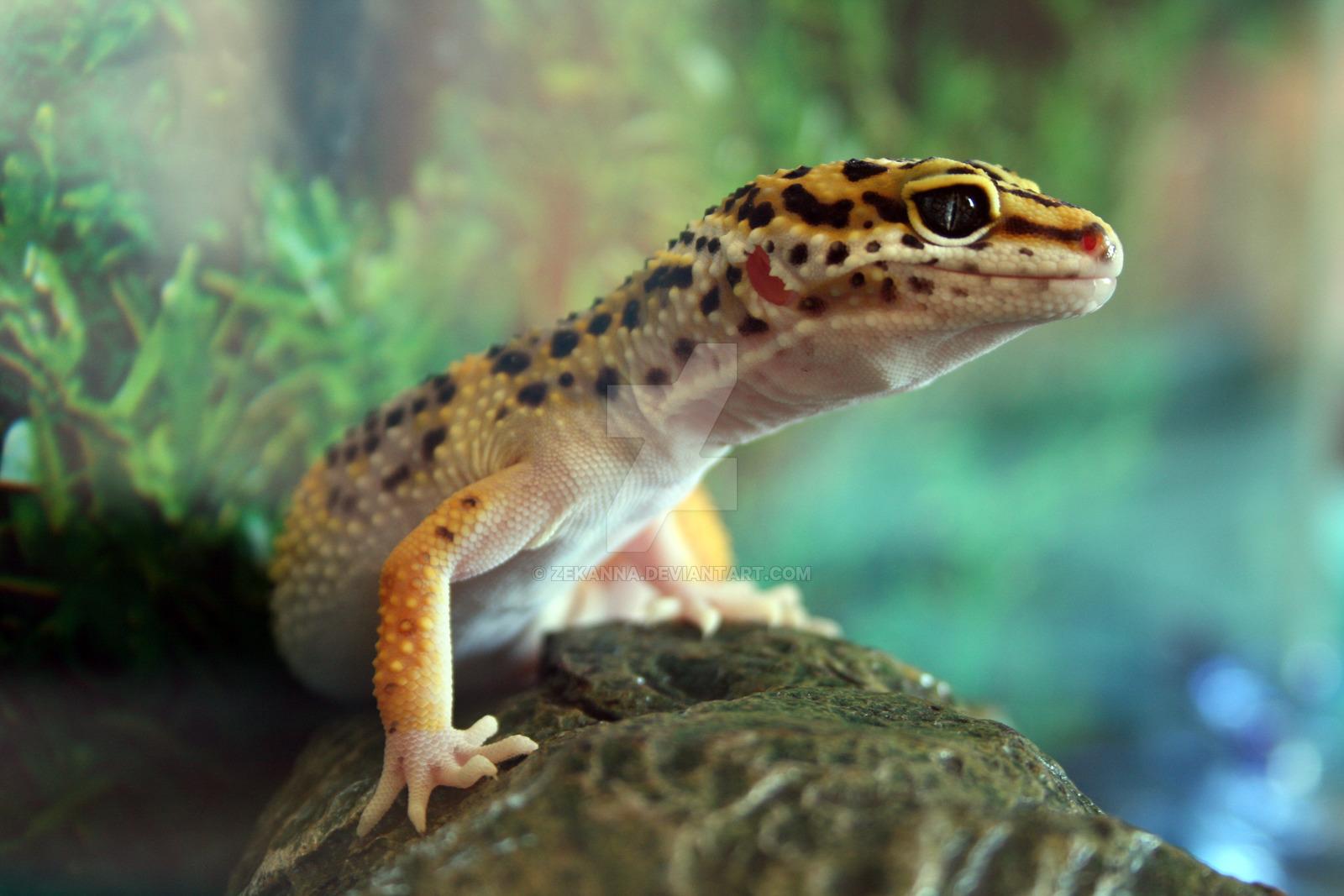 Leopard Gecko Wallpaper HD Download 1600x1067