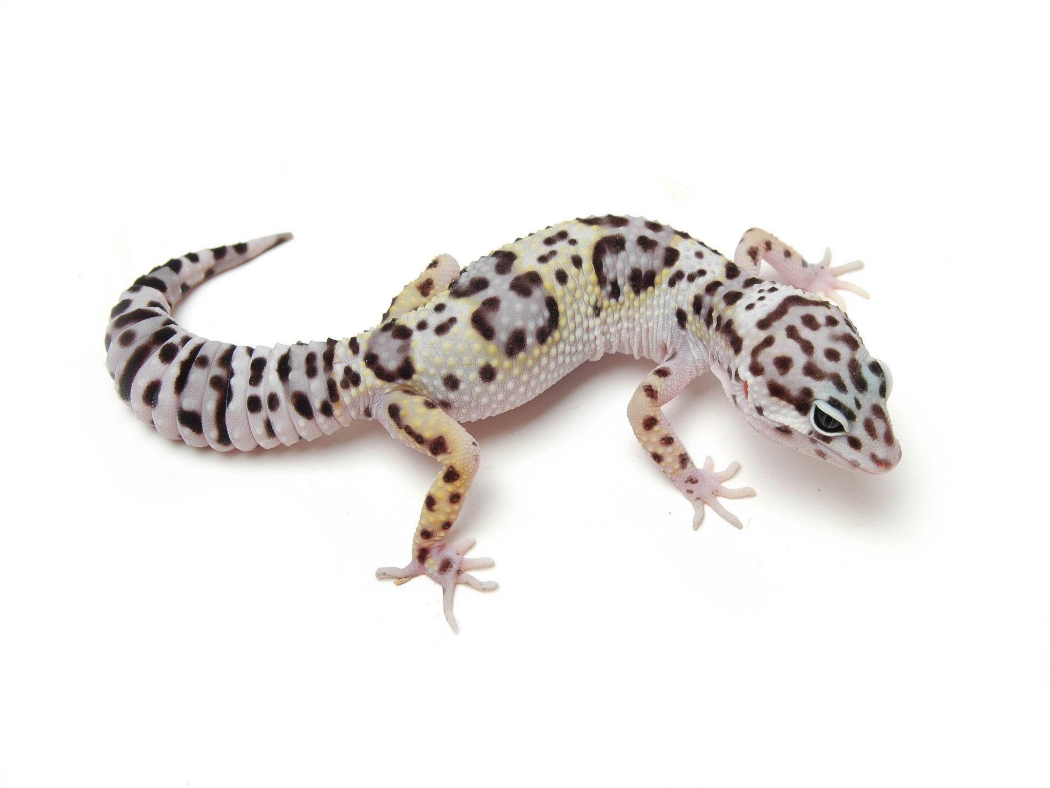 iguana, Reptile, Leaves, Leopard Geckos, Animals Wallpaper