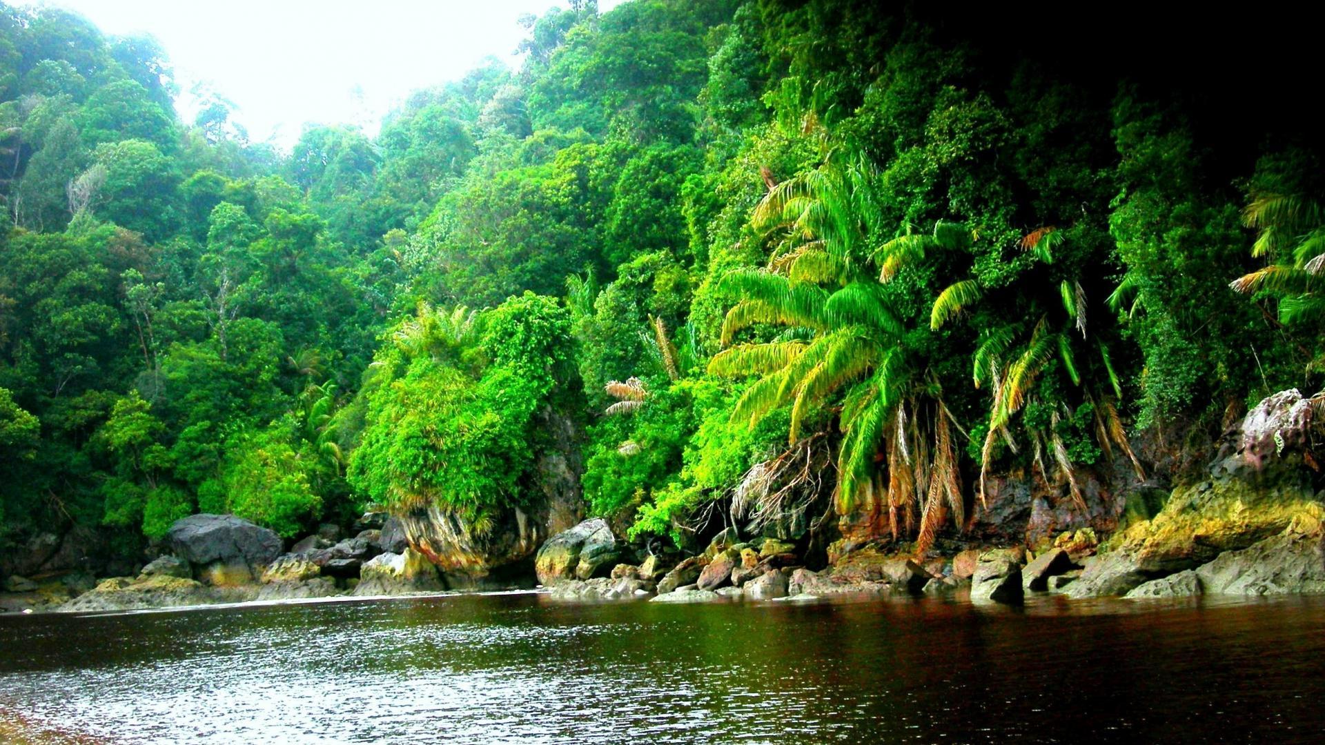 Amazon Rainforest Jungle Black River Wallpaper HD Resolution