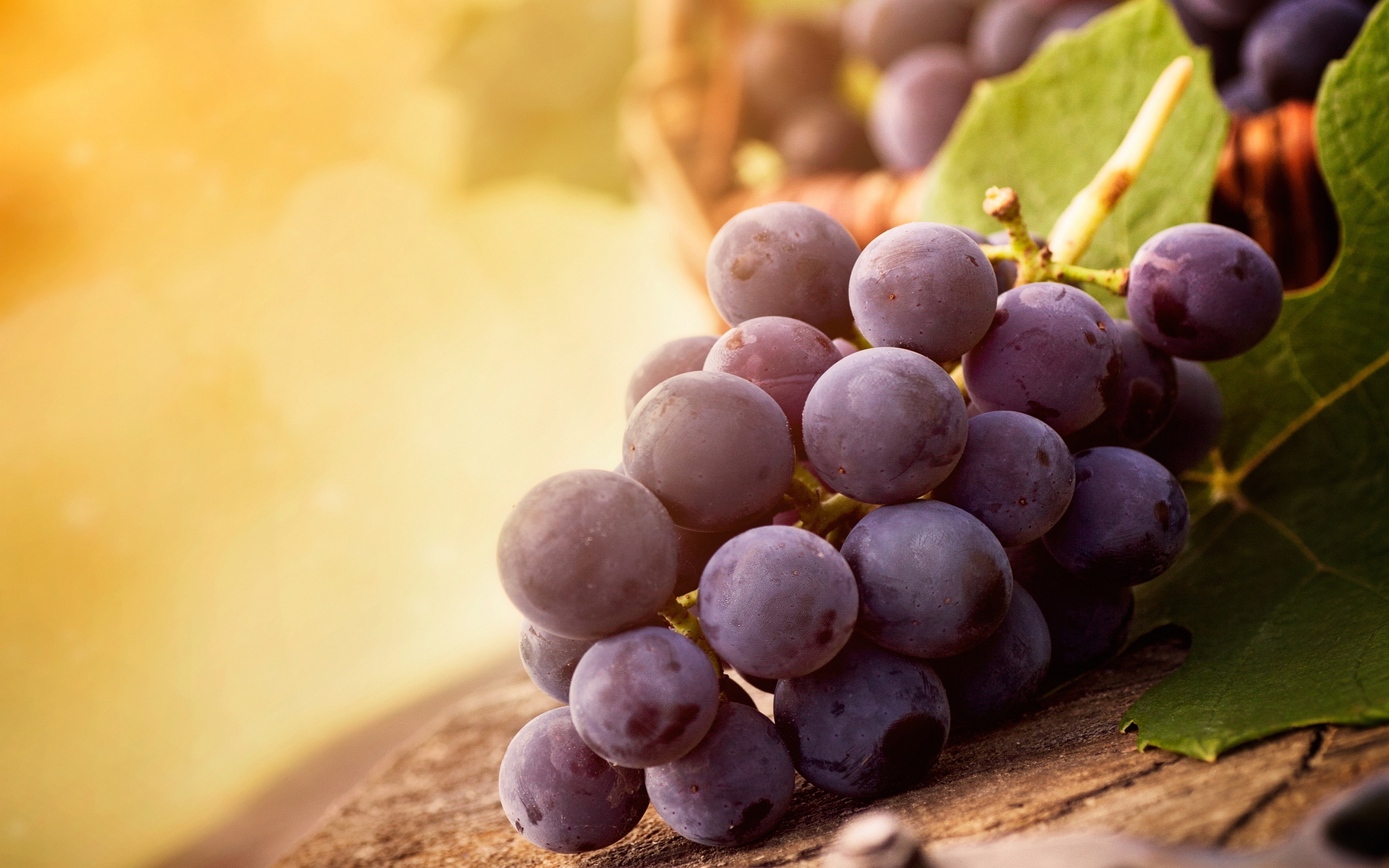 Grapes Wallpaper 19 X 1800