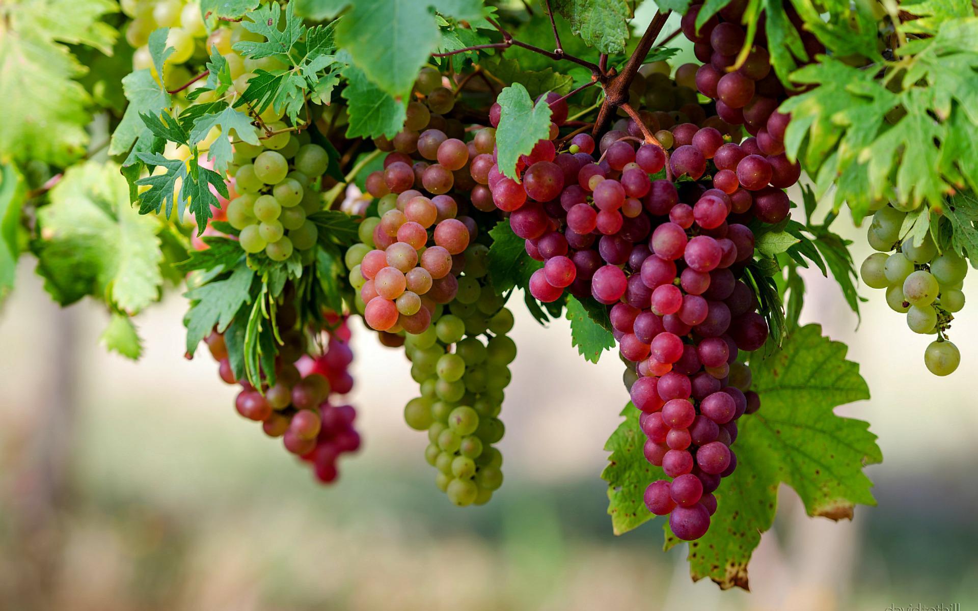 Grapes HD Wallpaper