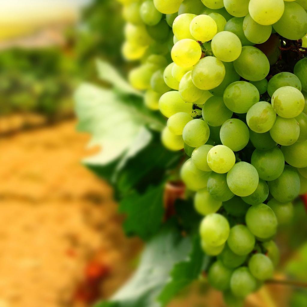 Grapes Wallpaper 4 X 1600