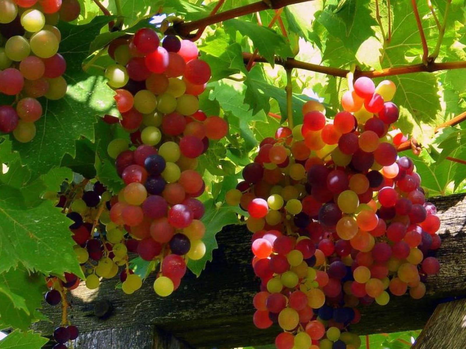 wallpaper grapes