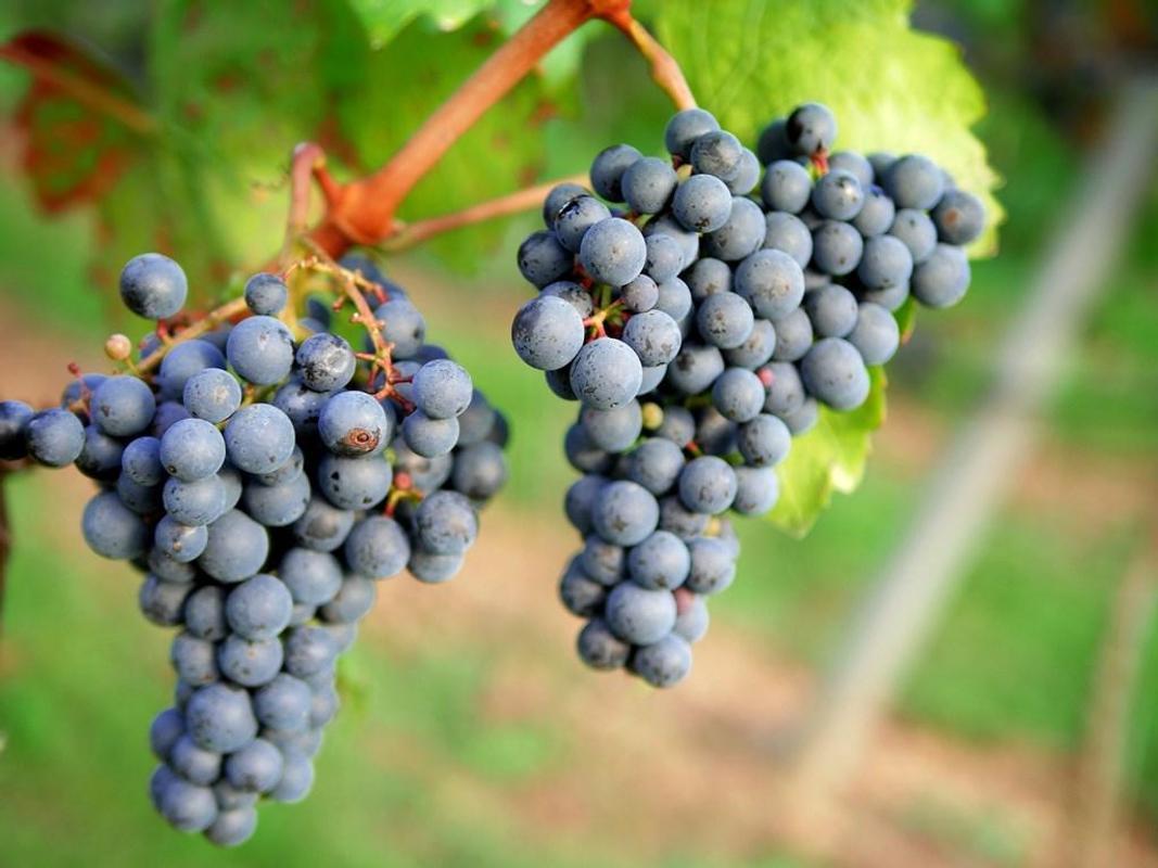 Grapes Wallpaper for Android