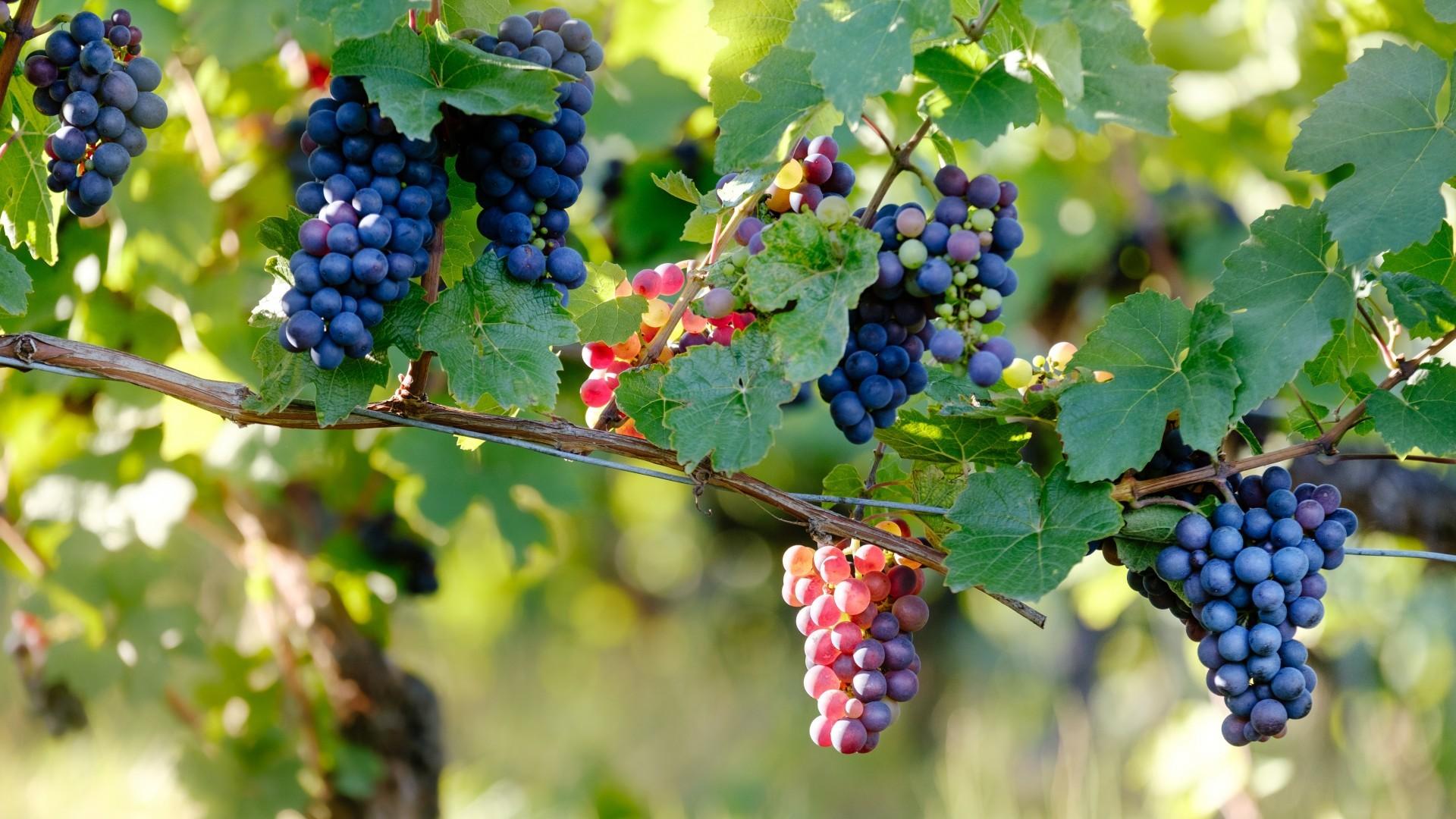Download 1920x1080 Grapes, Vine, Branches, Sunlight, Fruits