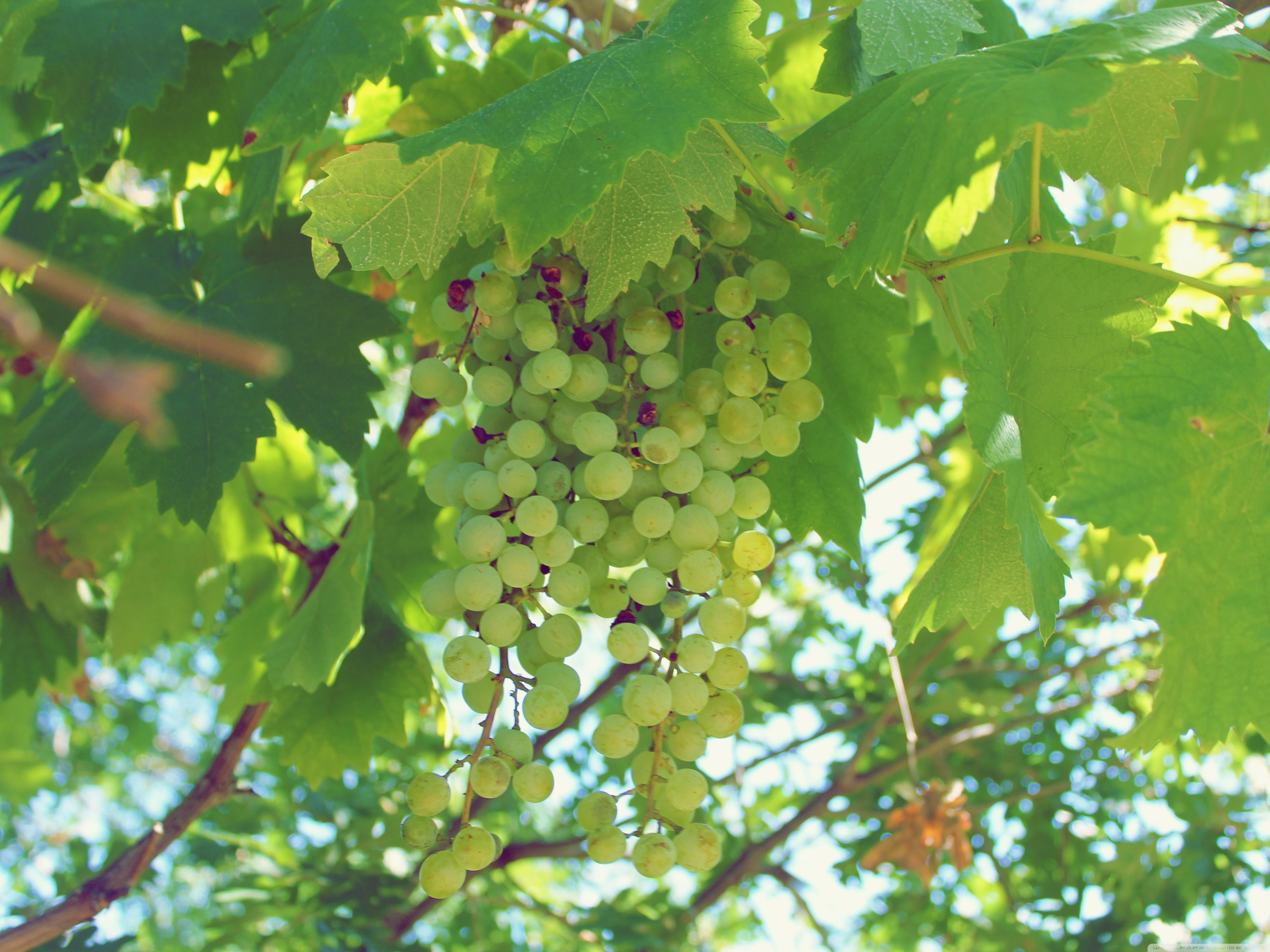 Green grapes wallpaper and image, picture, photo
